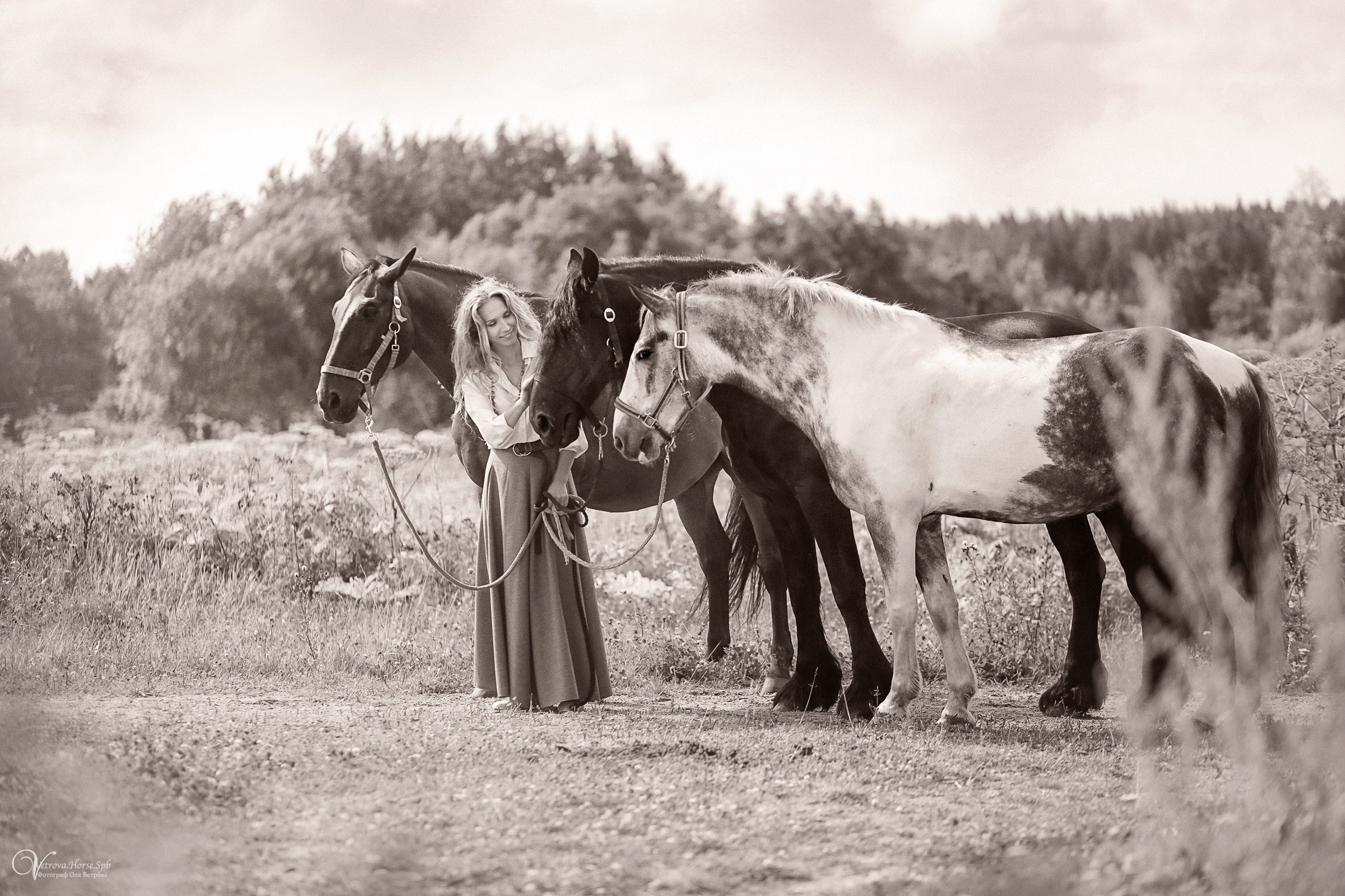 Съемка с тремя лошадьми в поле. Фотограф женский и мужской портрет Санкт-Петербург