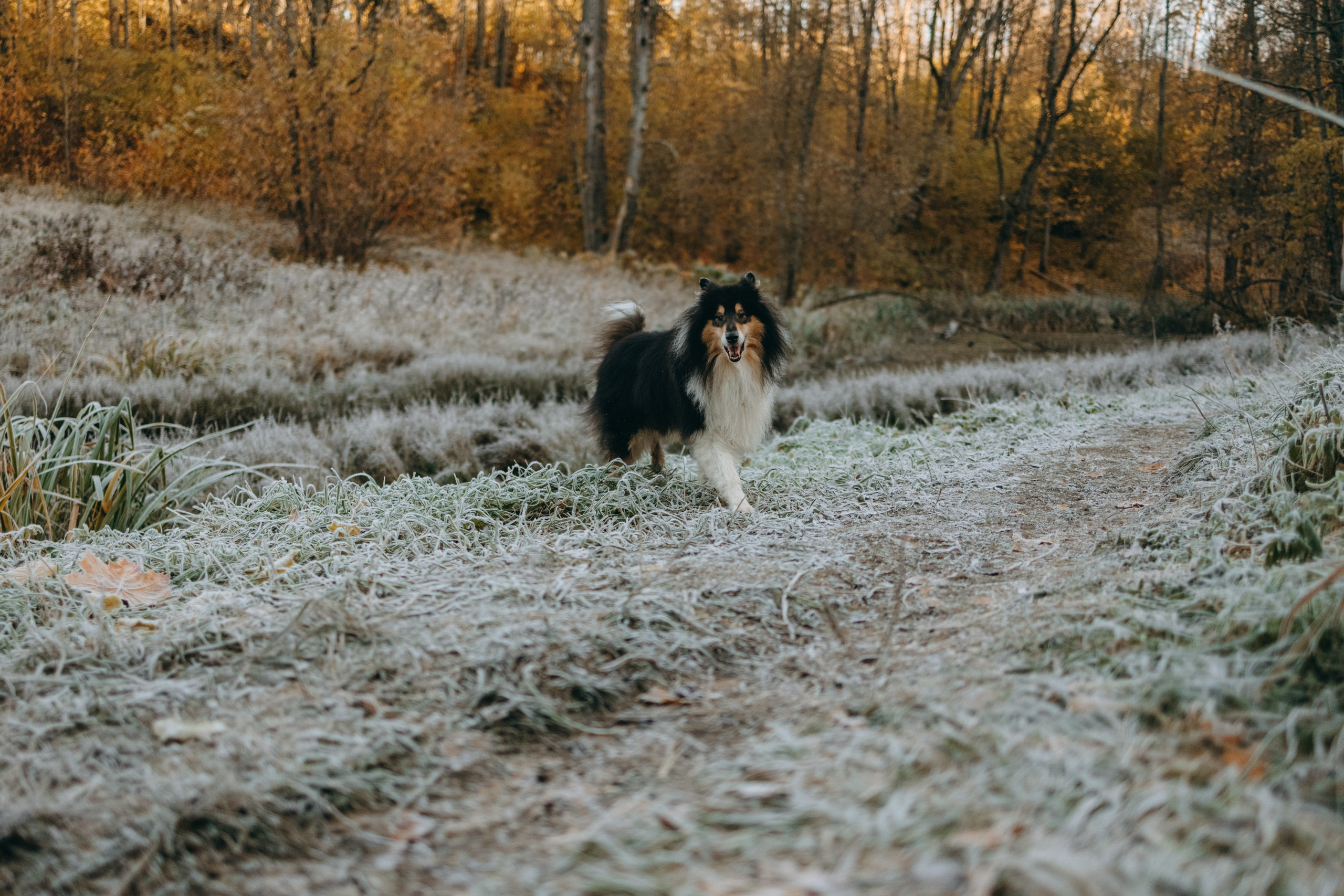 Ия и Барт. Фотограф — Анималист | Санкт-Петербург