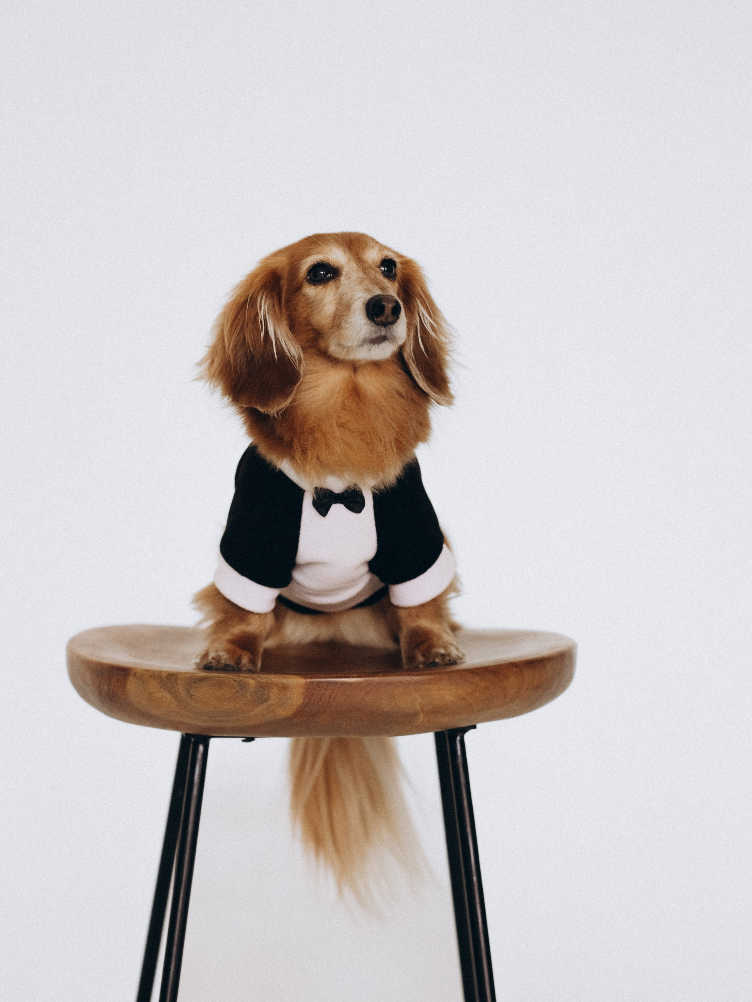 Лимон и Аня. Фотограф-анималист в Москве Кириллова Татьяна