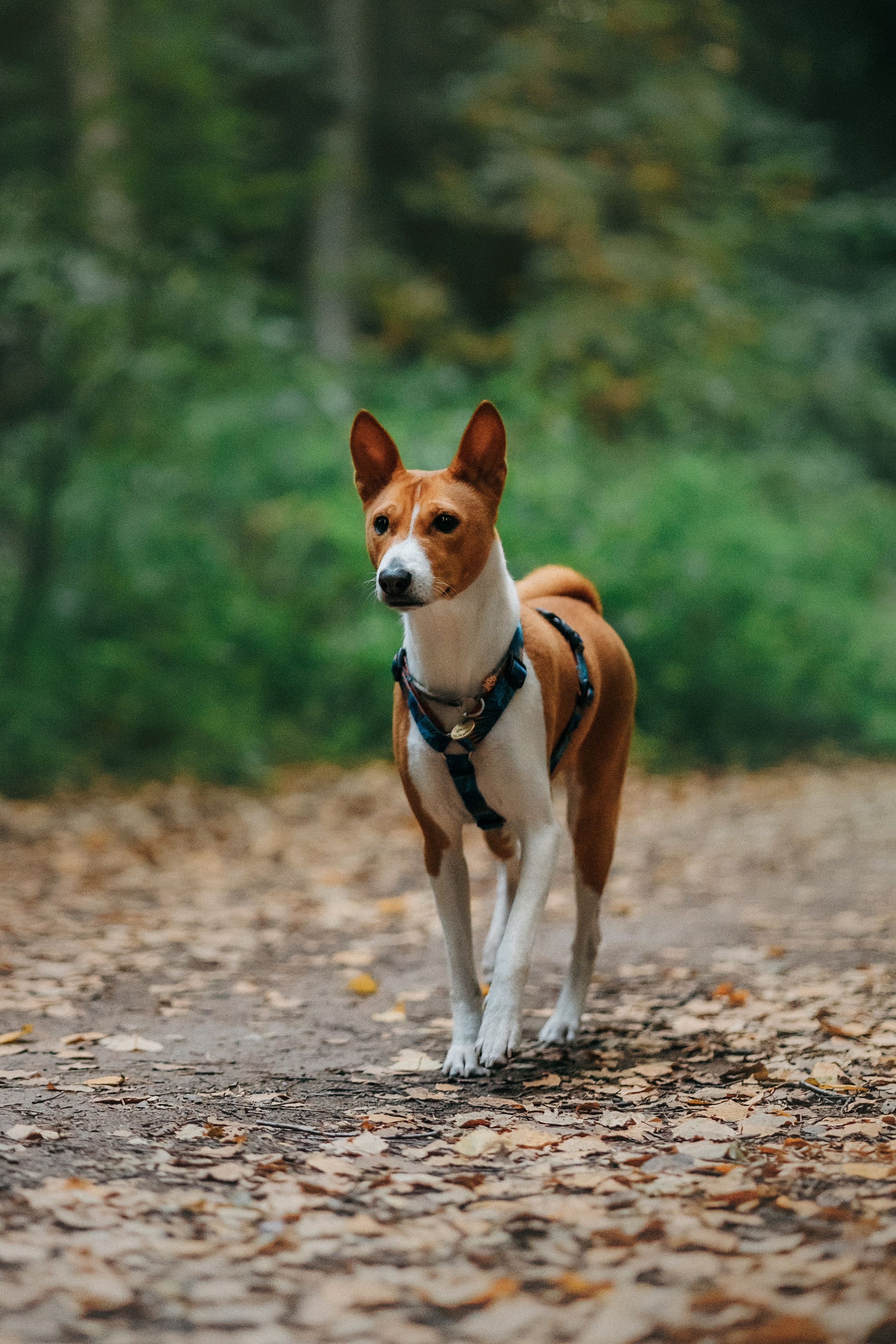 Лена и Джин. Фотограф-анималист Елена Радченко, Москва
