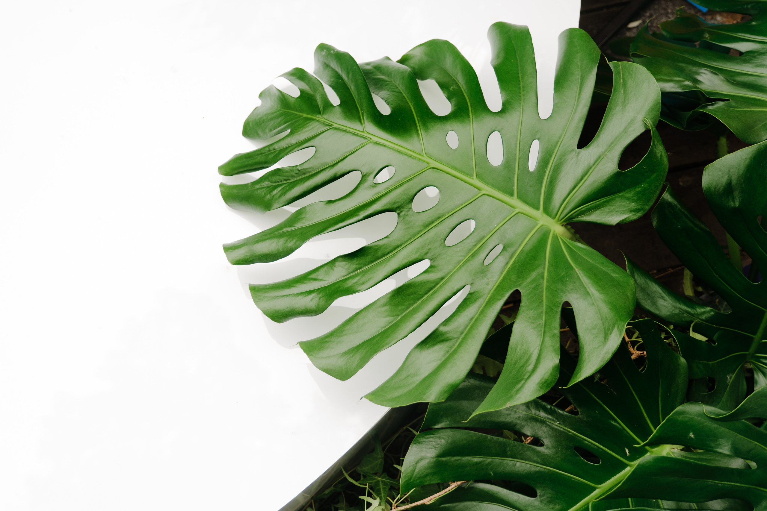 Дима и Айталина. Свадебный и семейный фотограф Ксения Ржевская (Митрохина)