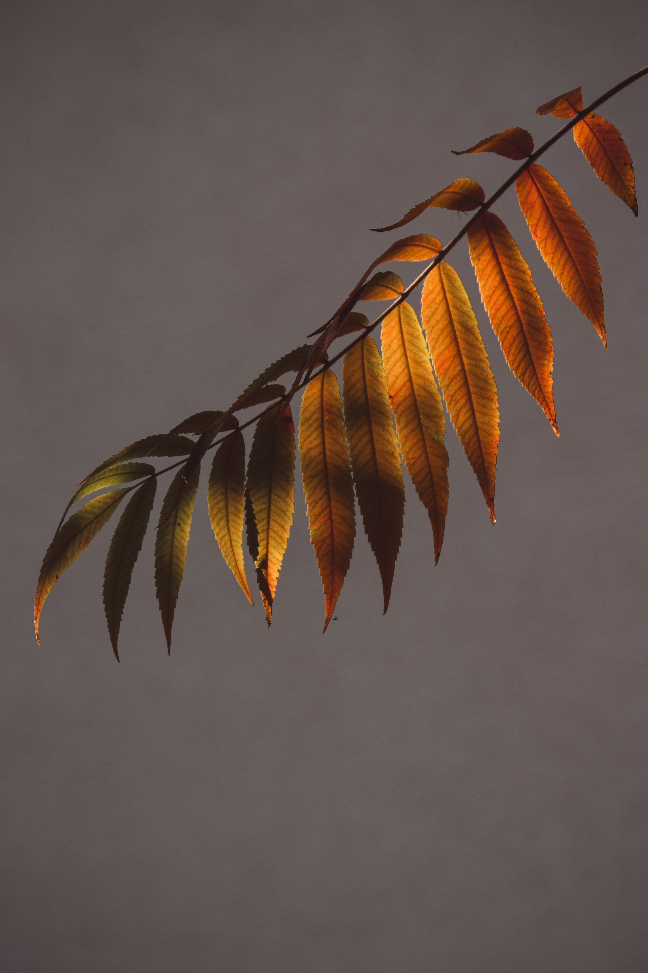 М И Н И М А Л И З М. — Digital Noise —