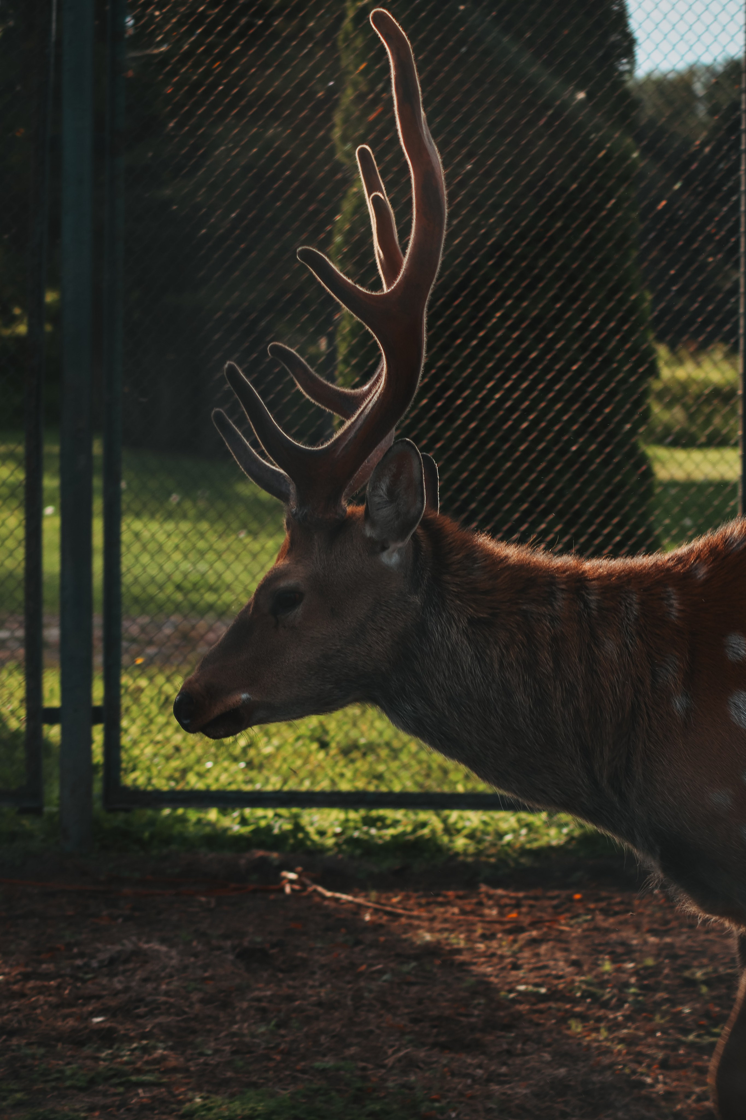 Р А З Н А Я — Ж И В Н О С Т Ь. — Digital Noise —