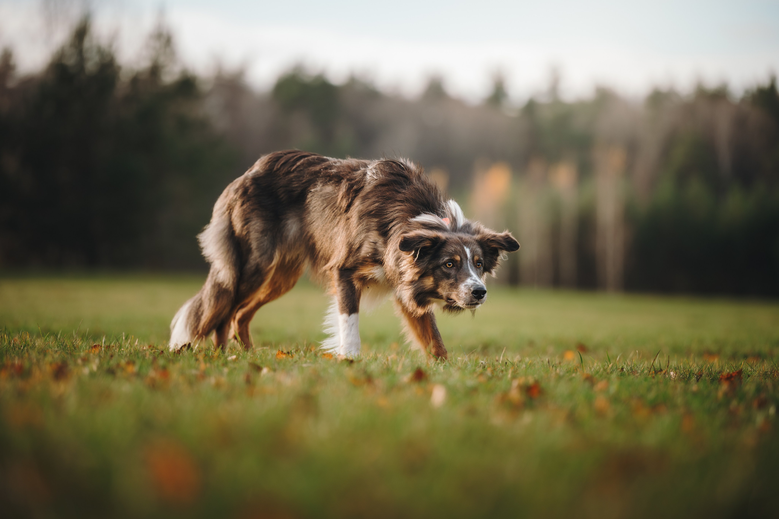 Настя, Максим, Орео и Норд. Семейный фотограф анималист Ананьева Мария — Москва