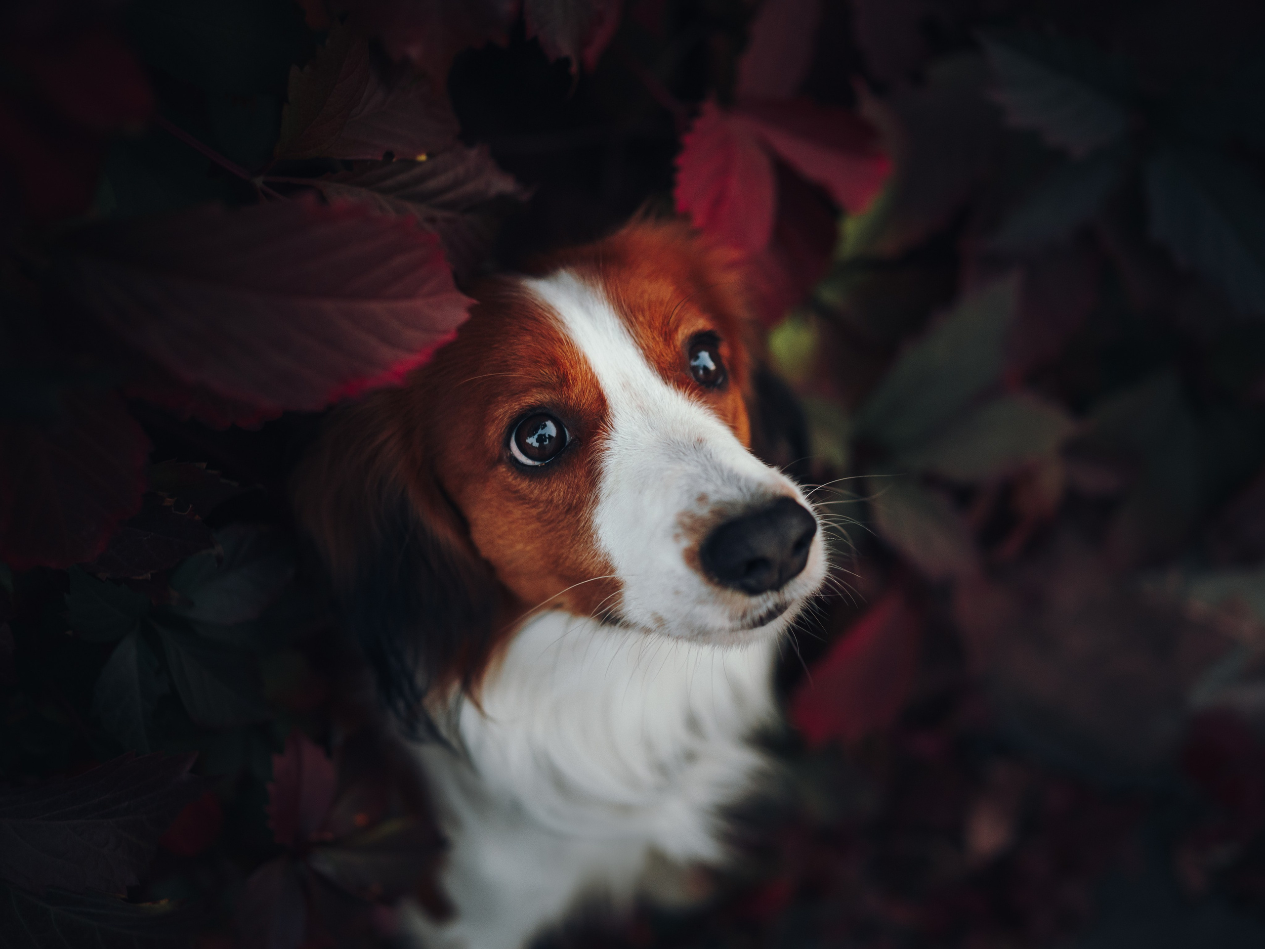 Семейная фотосессия с питомцем. Семейный фотограф анималист Ананьева Мария — Москва