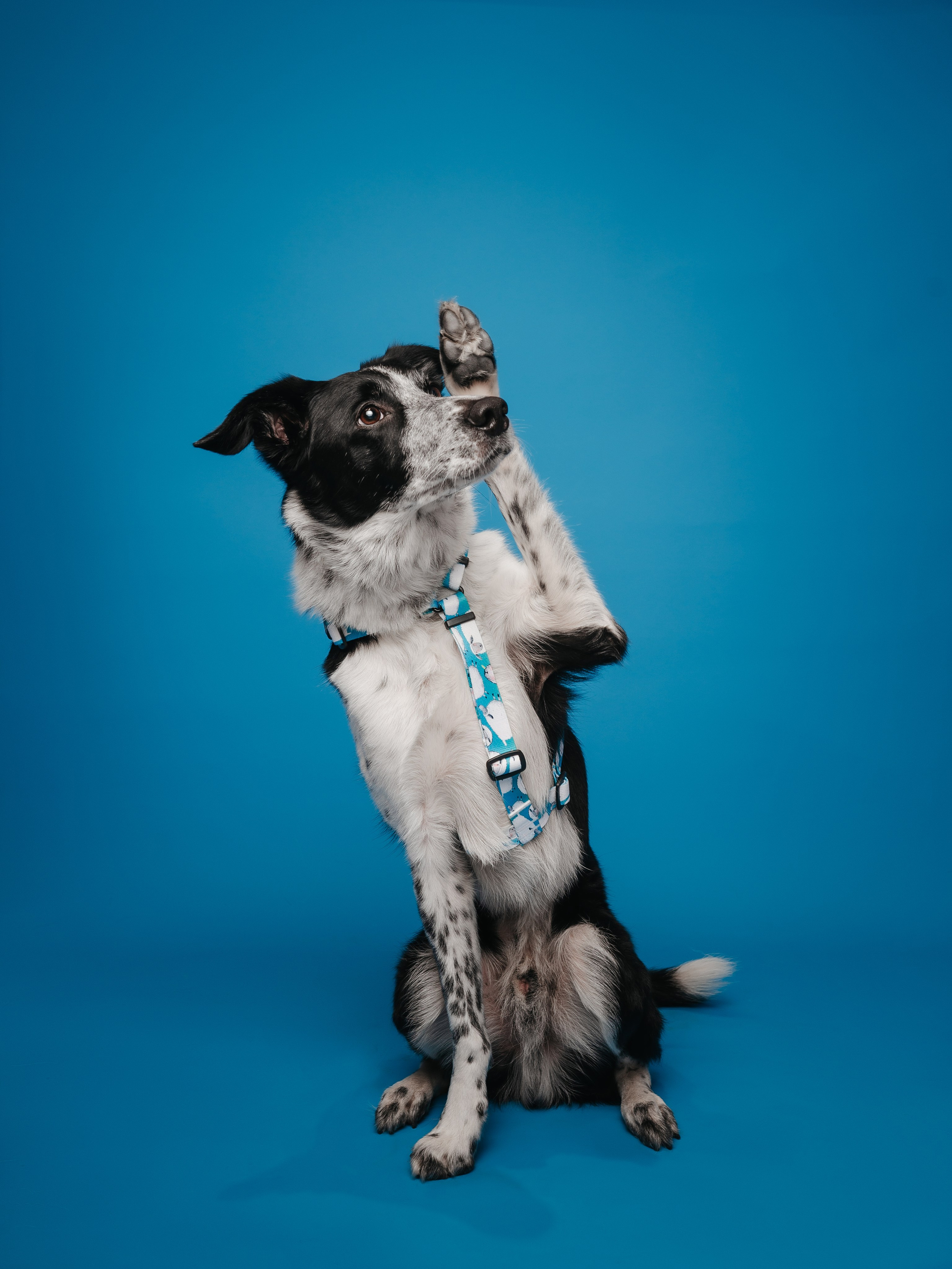 Bender&Frai. Овечки. Семейный фотограф анималист Ананьева Мария — Москва