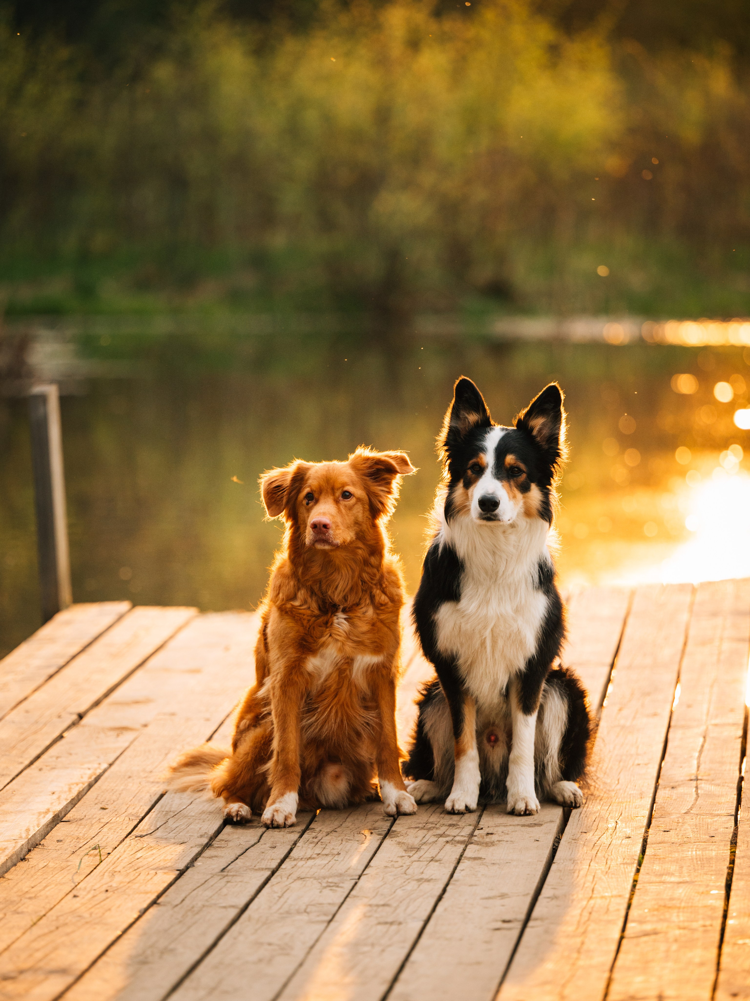 Алия, Ирвин и Грут. Семейный фотограф анималист Ананьева Мария — Москва
