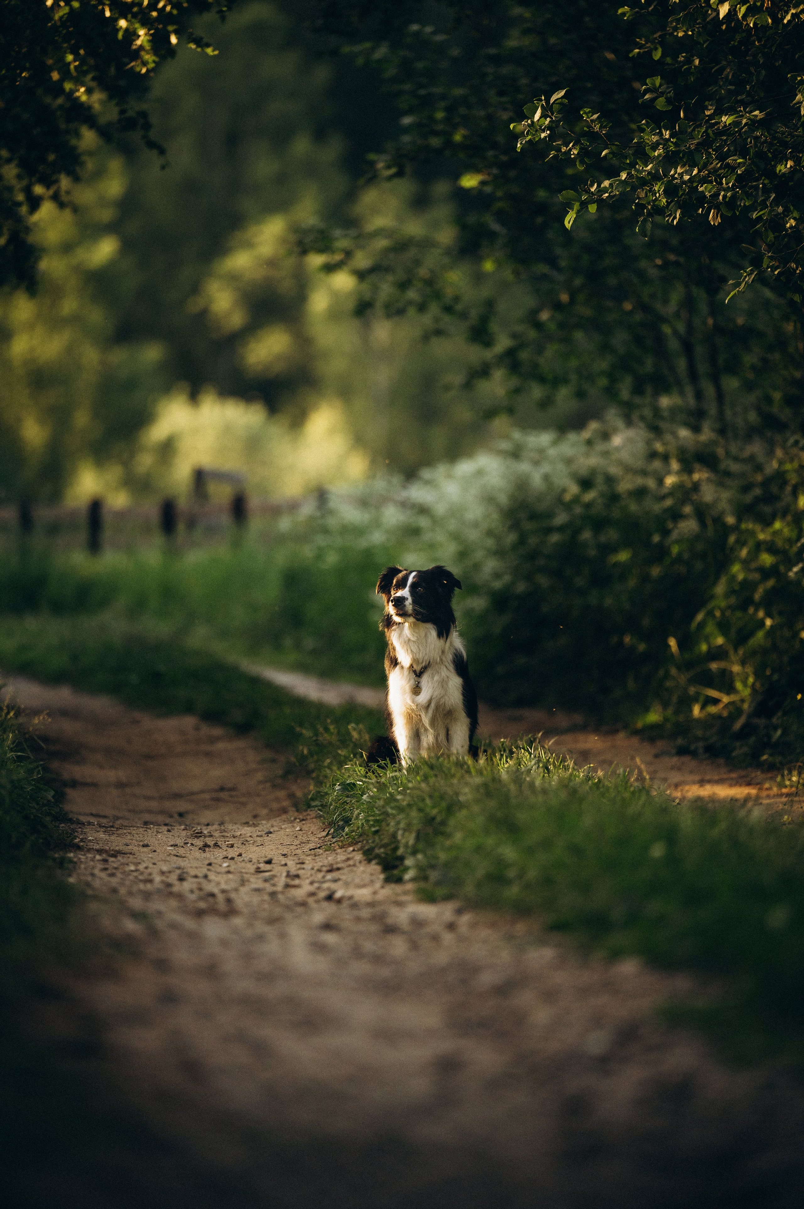 Регина и Эстер. Семейный фотограф анималист Ананьева Мария — Москва