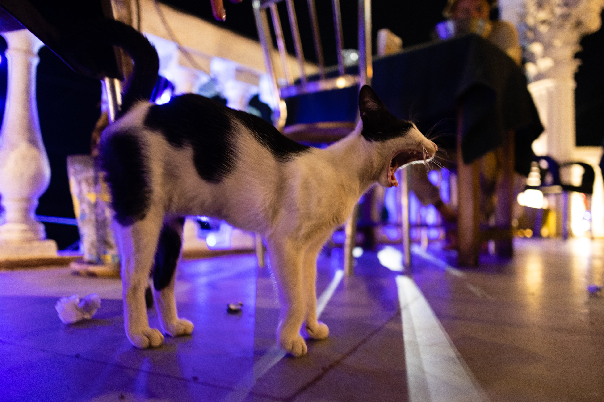 ГОА 2024. Руслан Плахтеев