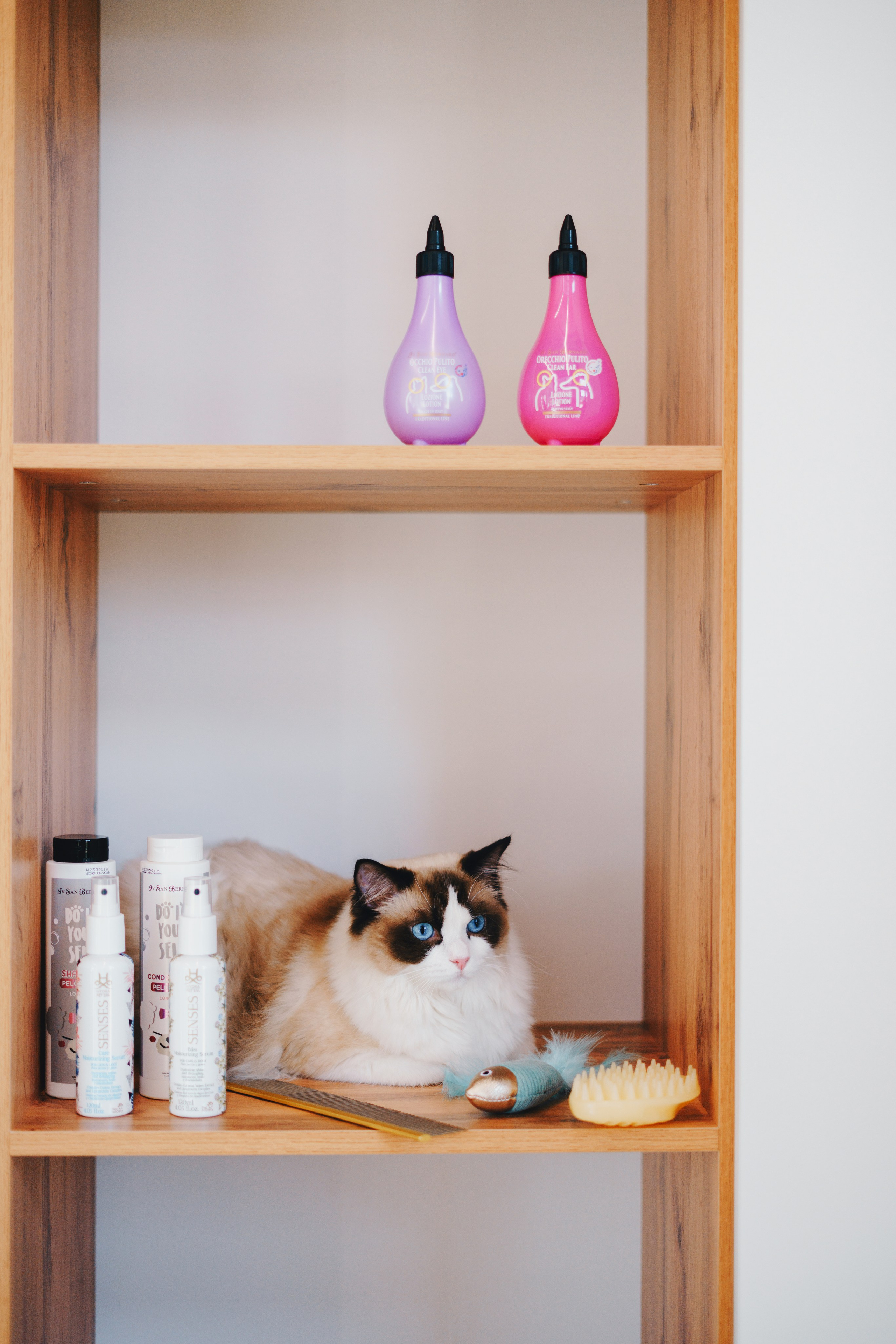 Груминг-салон. Фотограф анималист Осипчикова Мария