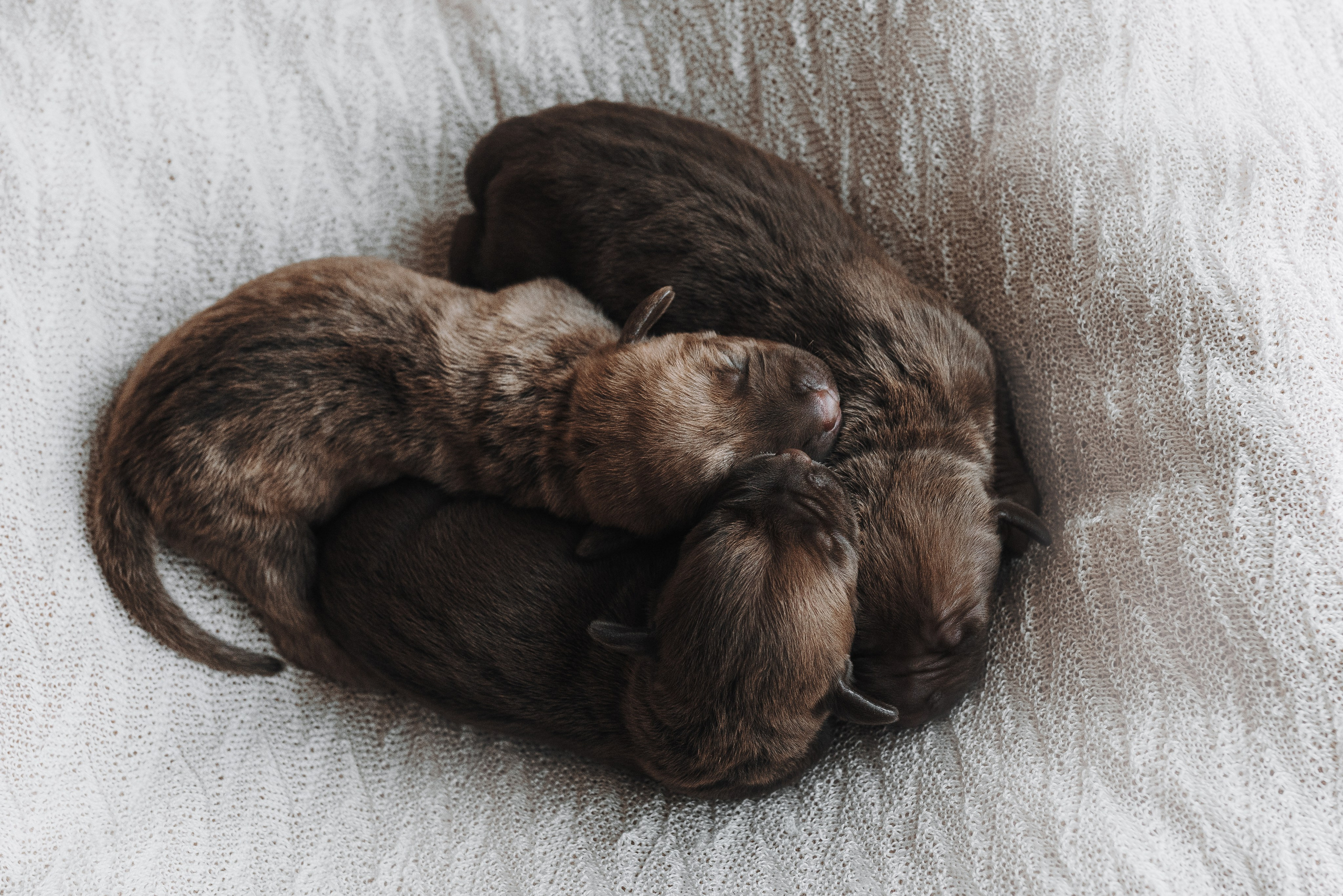 Прайтеры. Фотограф анималист Осипчикова Мария