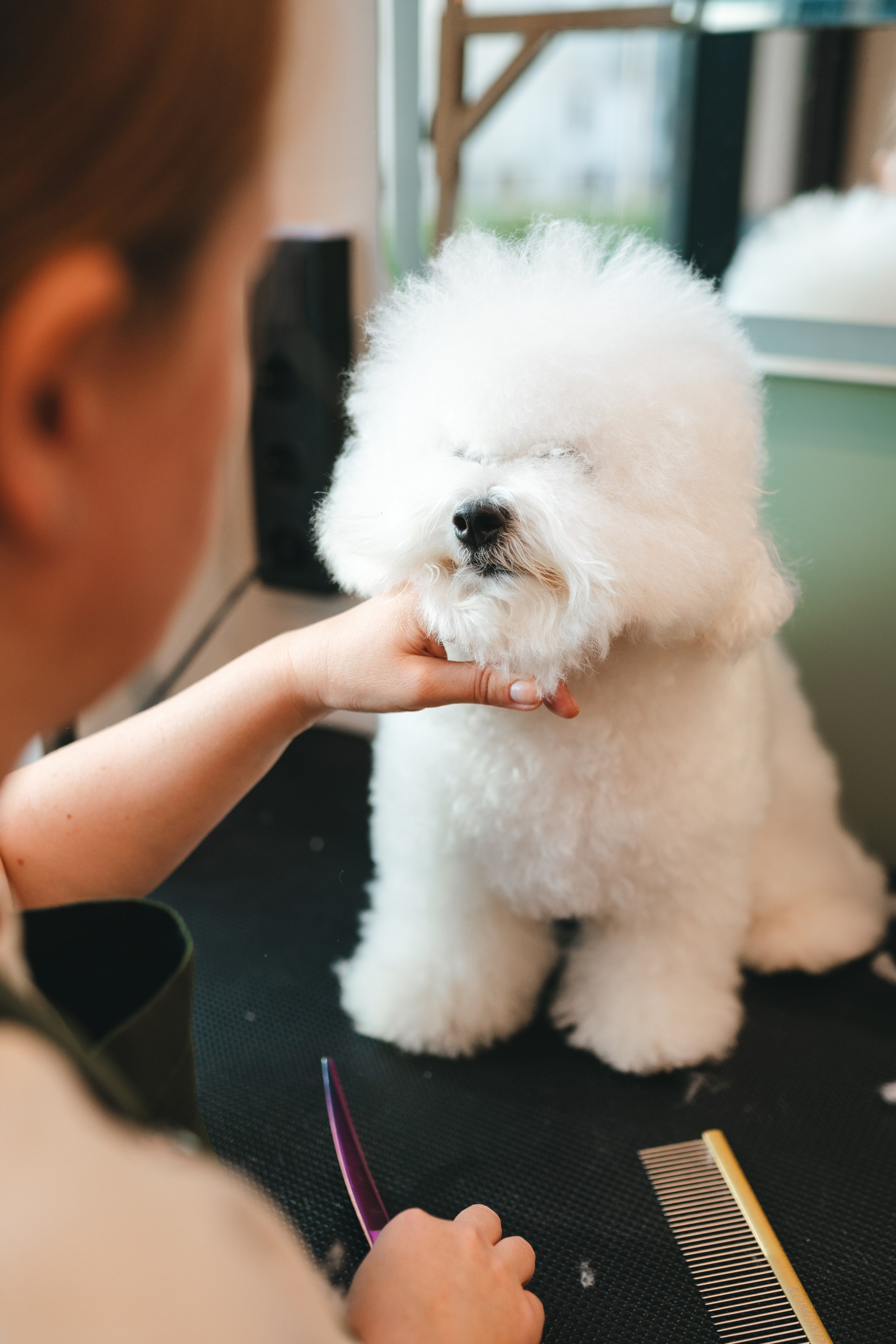Груминг — салон. Фотограф анималист Осипчикова Мария