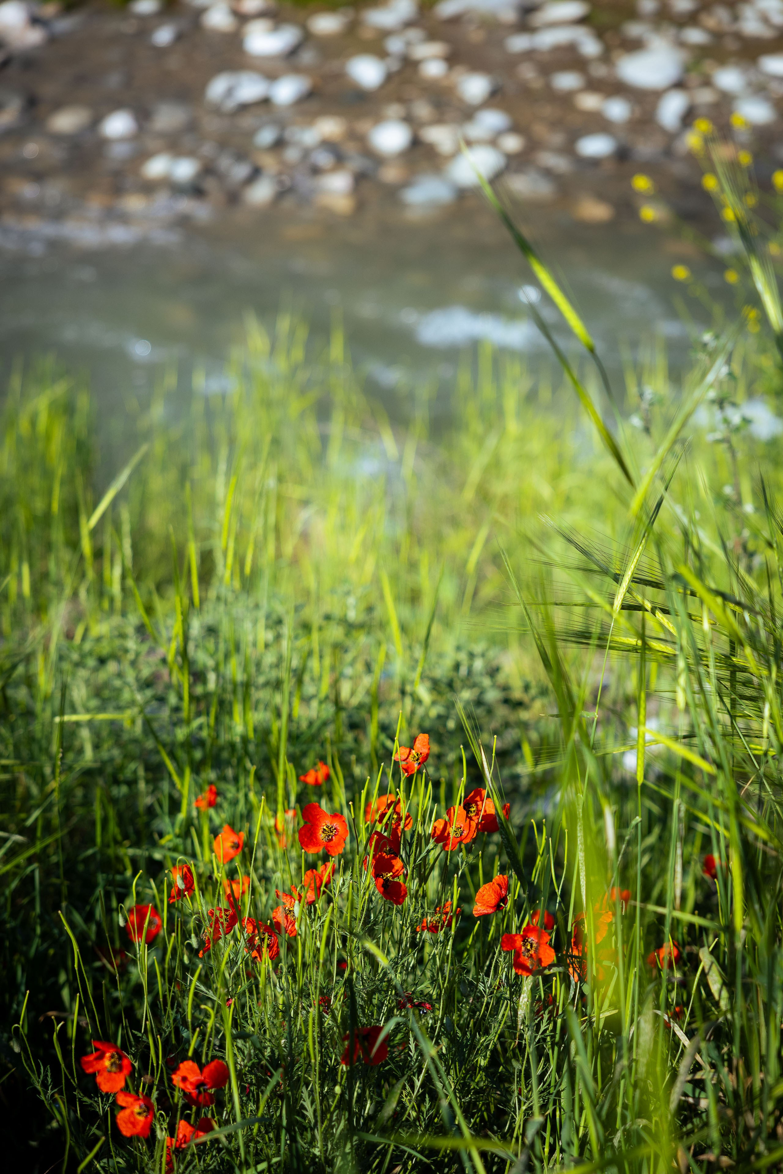 Кыргызстан (весна 2025). Фотограф Виноградов Константин