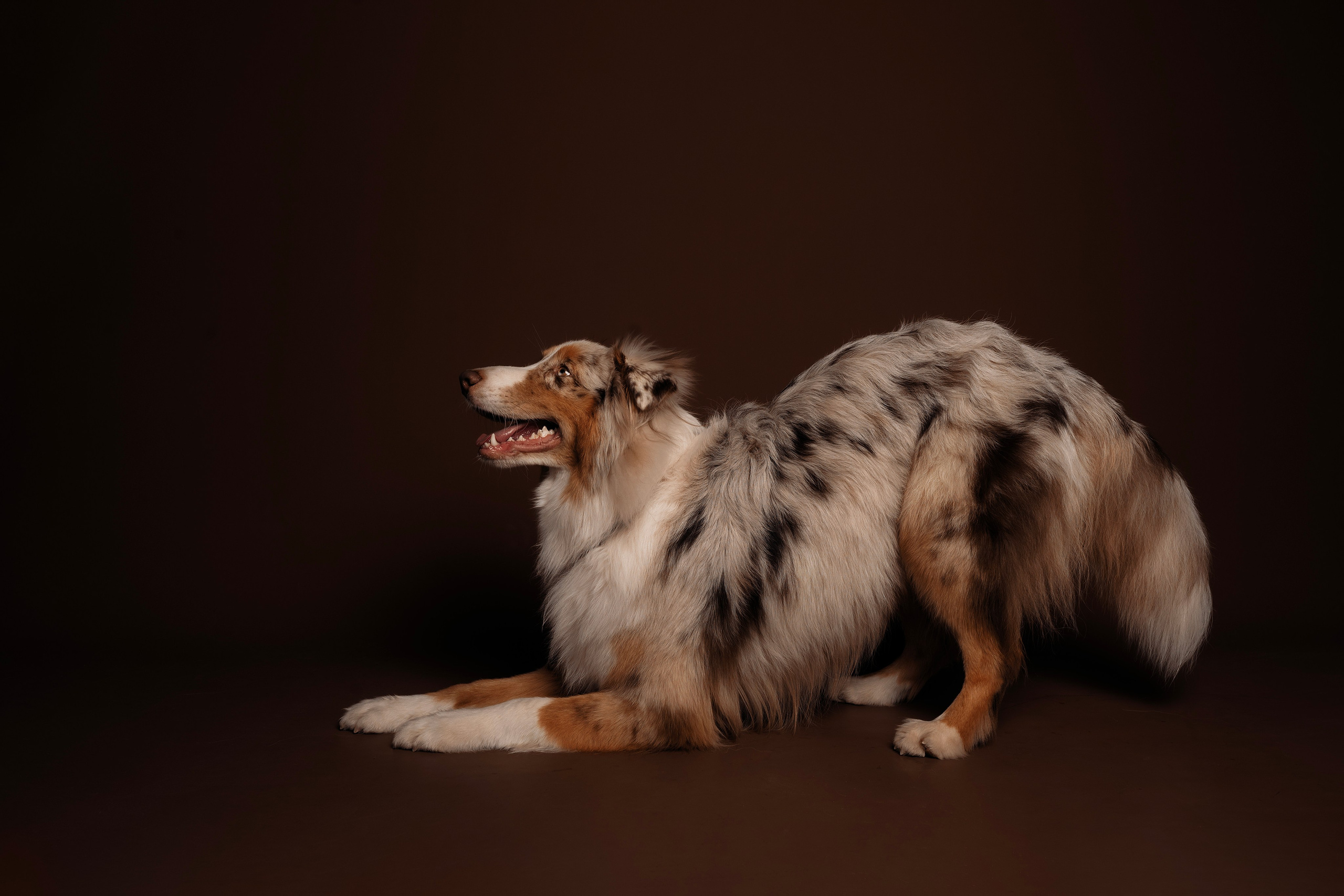 Дэймон. Фотограф- анималист Александра Матвеева