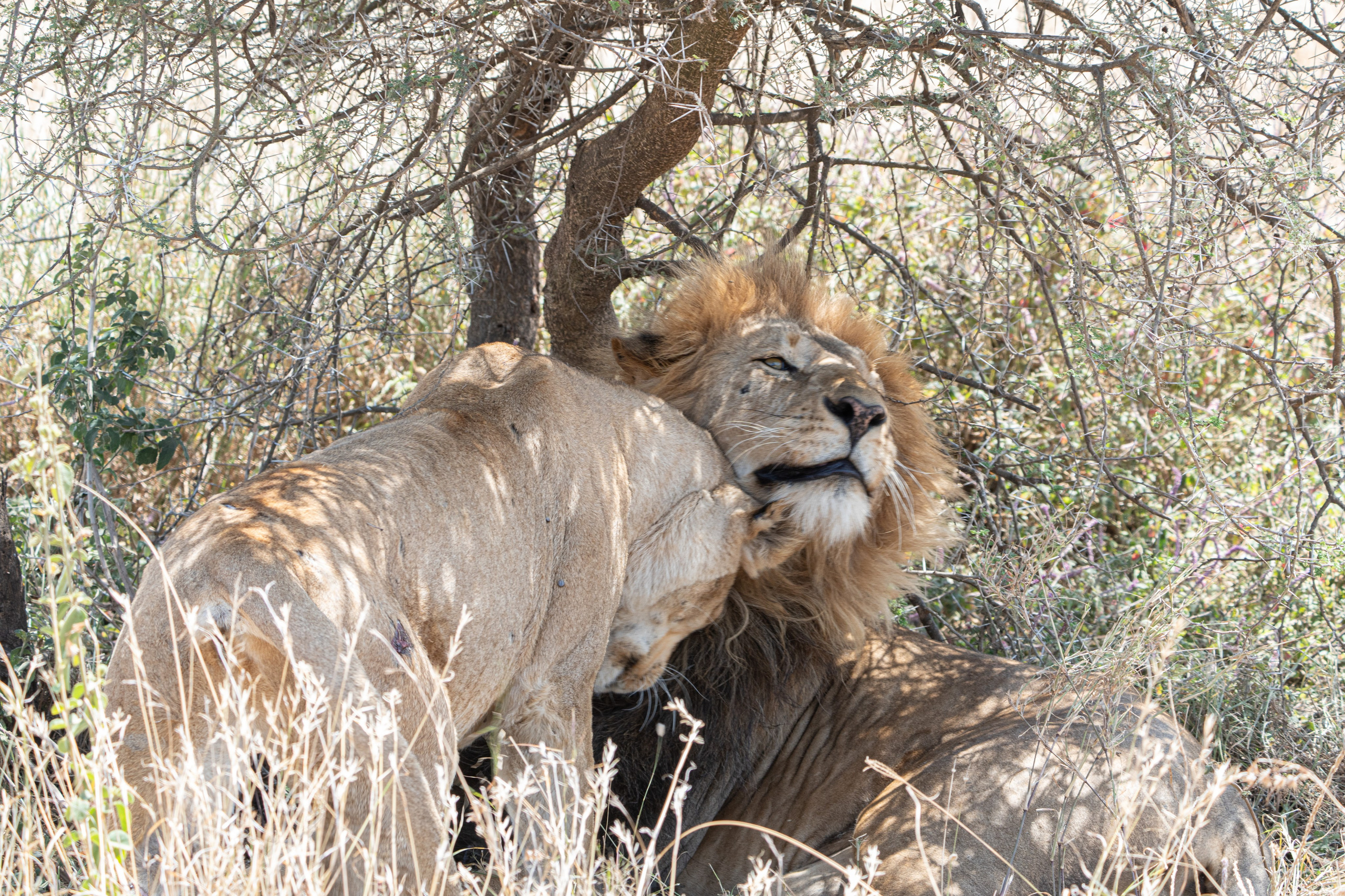 Танзания, сафари, 2025. Творческие сьемки