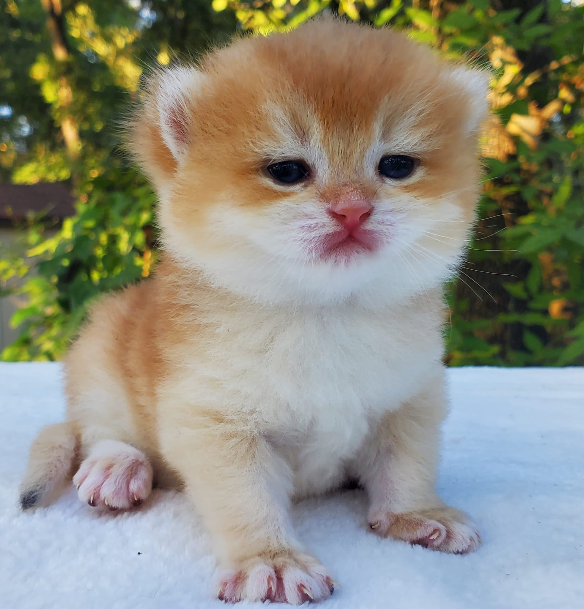 Archie, DB-08.21.25, male, reserved. British shorhair Cats