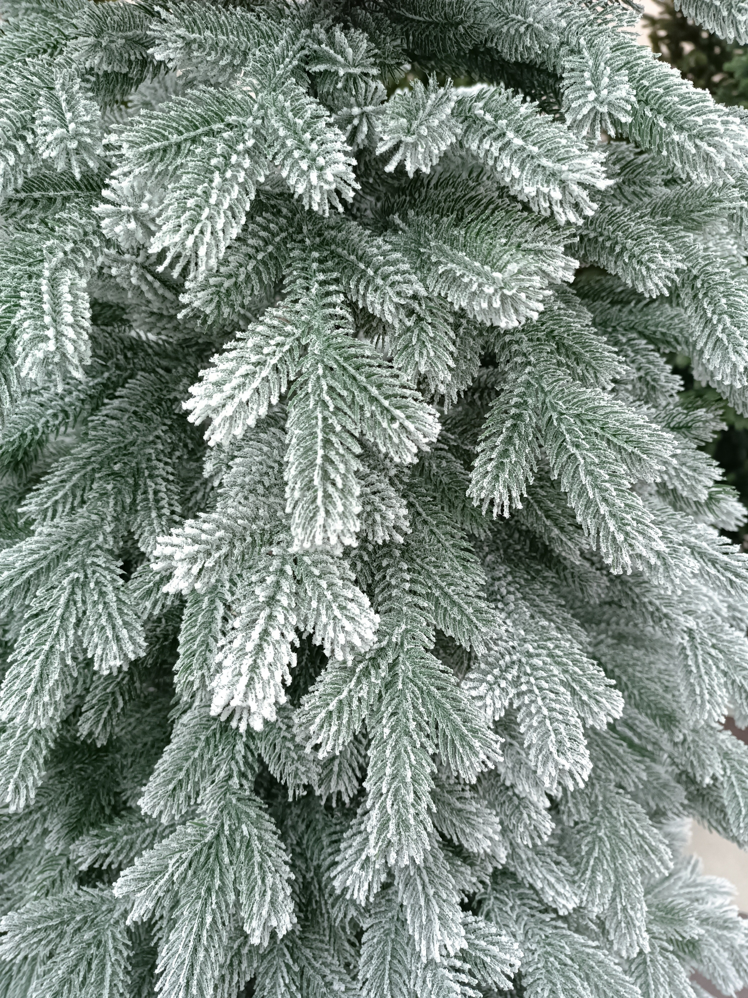 УРАЛЬСКАЯ ЗАСНЕЖЕННАЯ. Elki_grodno