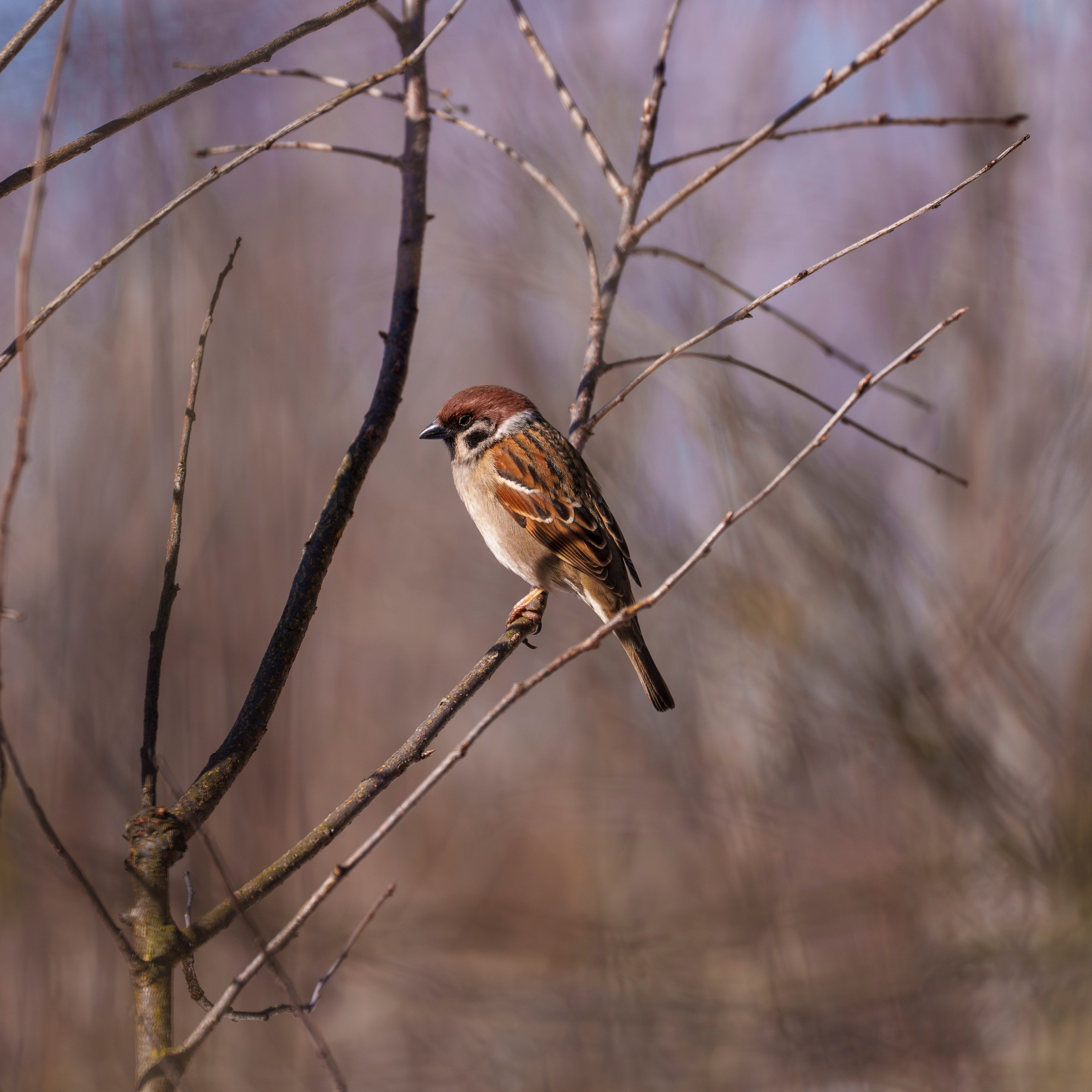 Animals — Животные