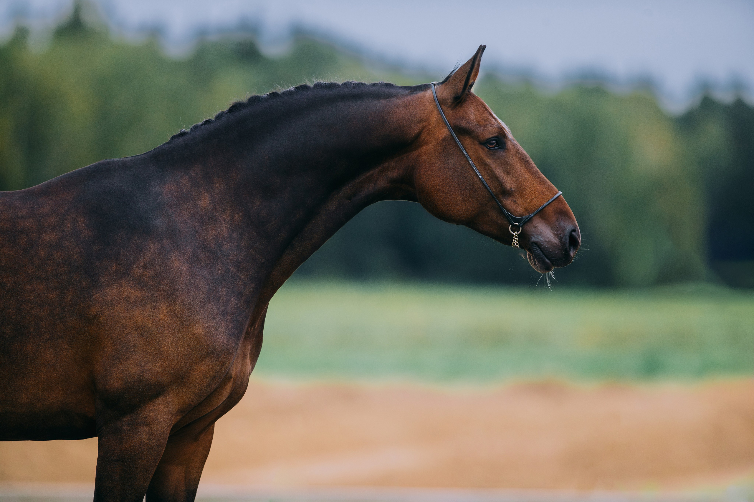 На природе. Фотограф-анималист Ксендзова Кристина