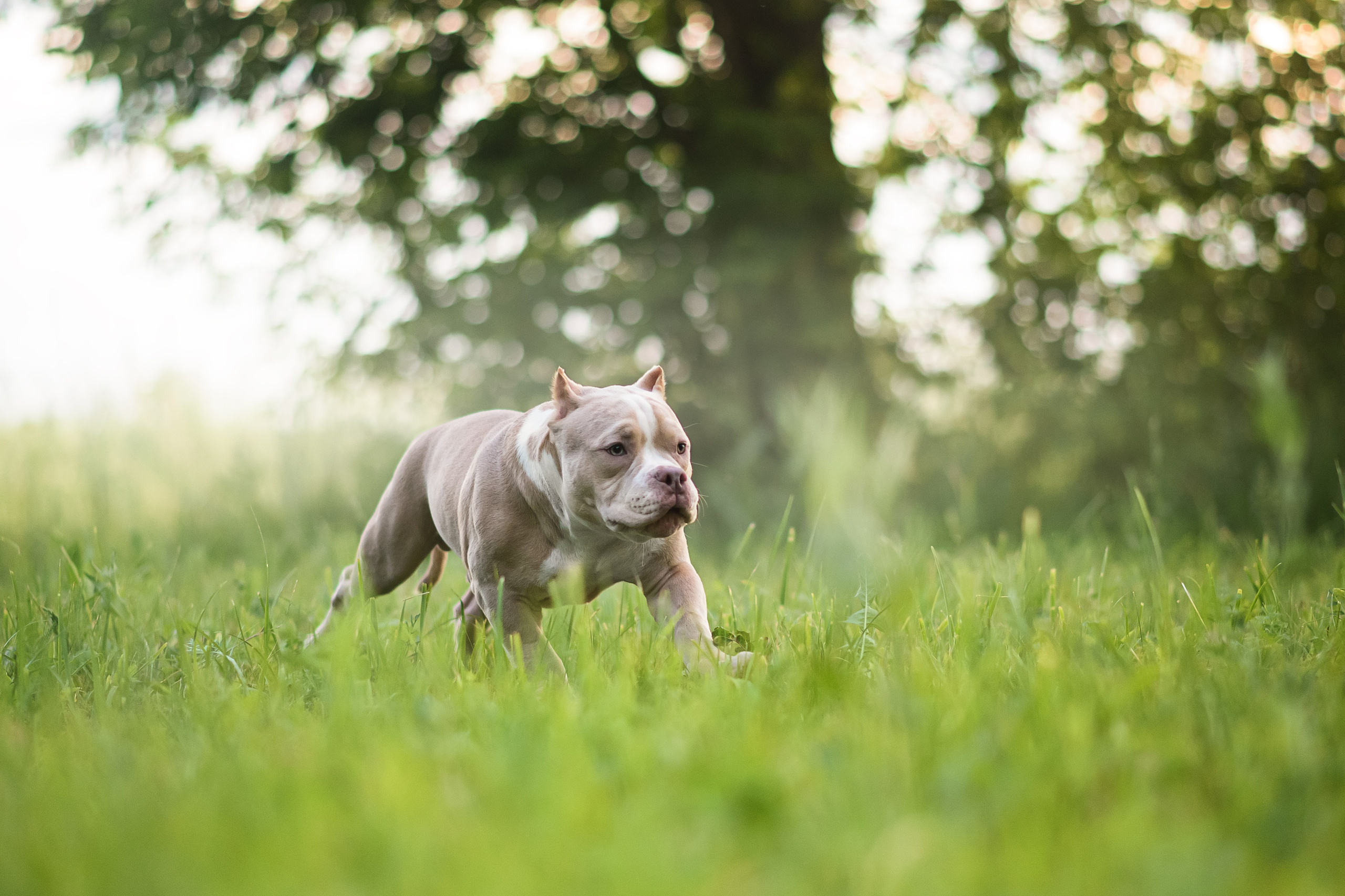 Щенки Американского Булли — 15.06.2024. Фотограф — Анималист | Анна Абрамова