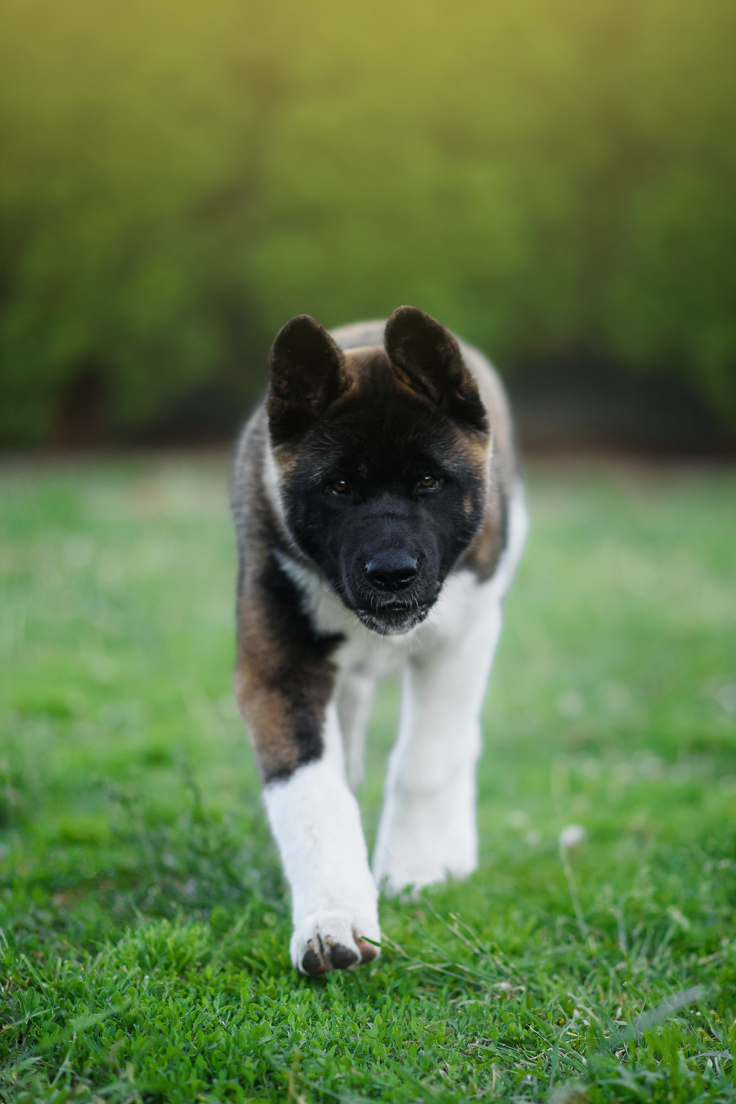 Байкер — 30.05.2024. Фотограф — Анималист | Анна Абрамова