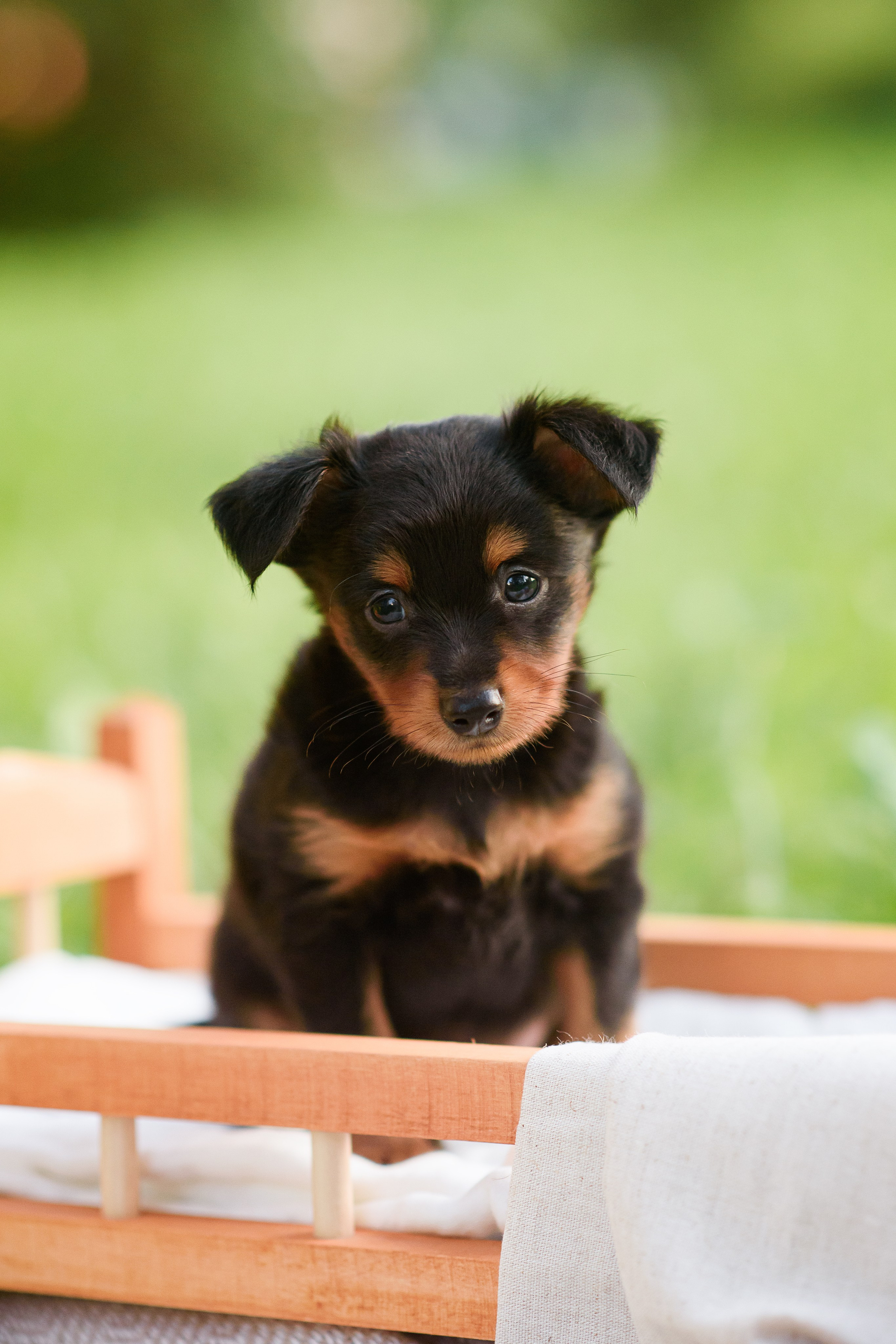 Щенки Пражских крысариков — 03.08.2024. Фотограф — Анималист | Анна Абрамова