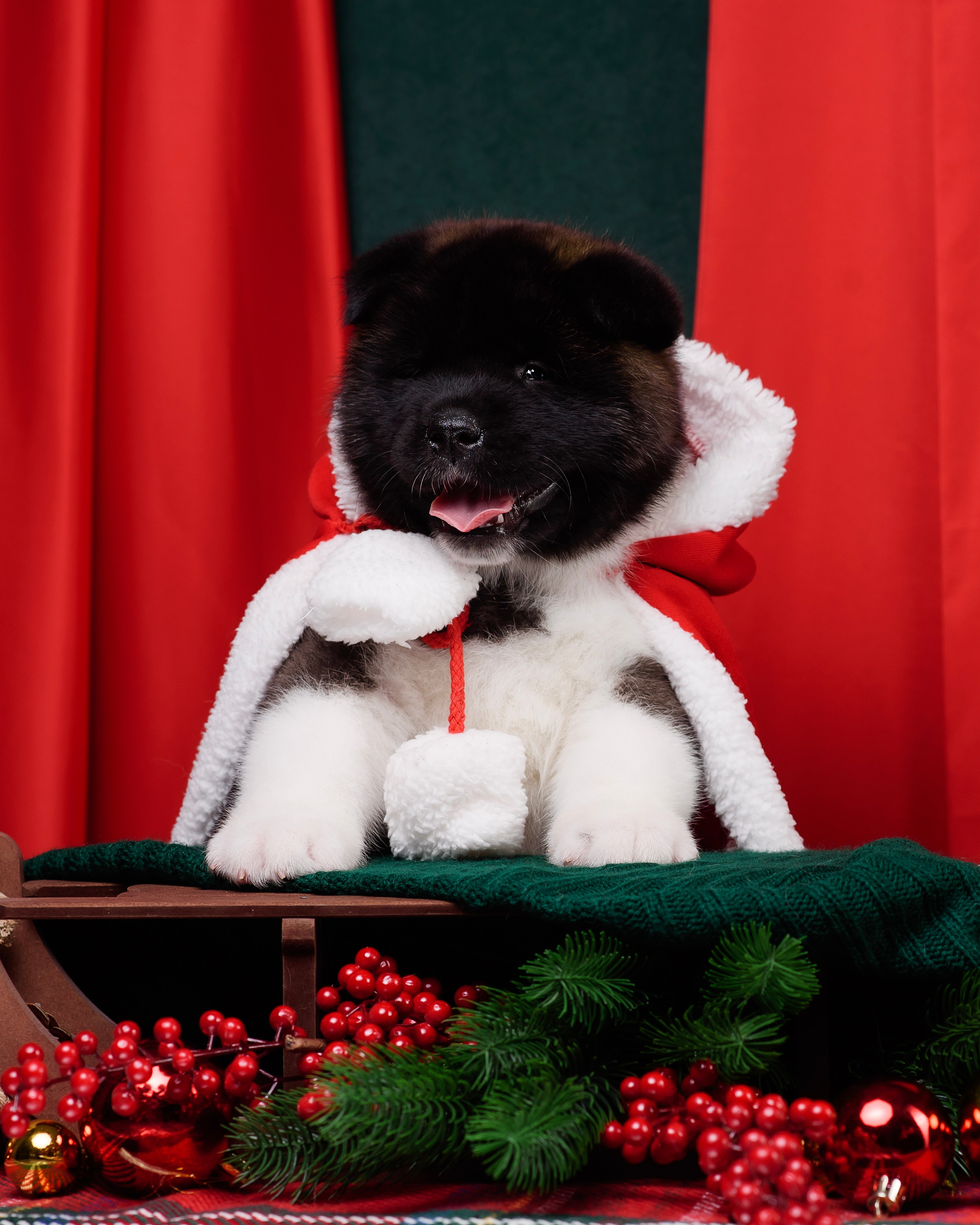 Щенки Американской Акиты. Фотограф — Анималист | Анна Абрамова