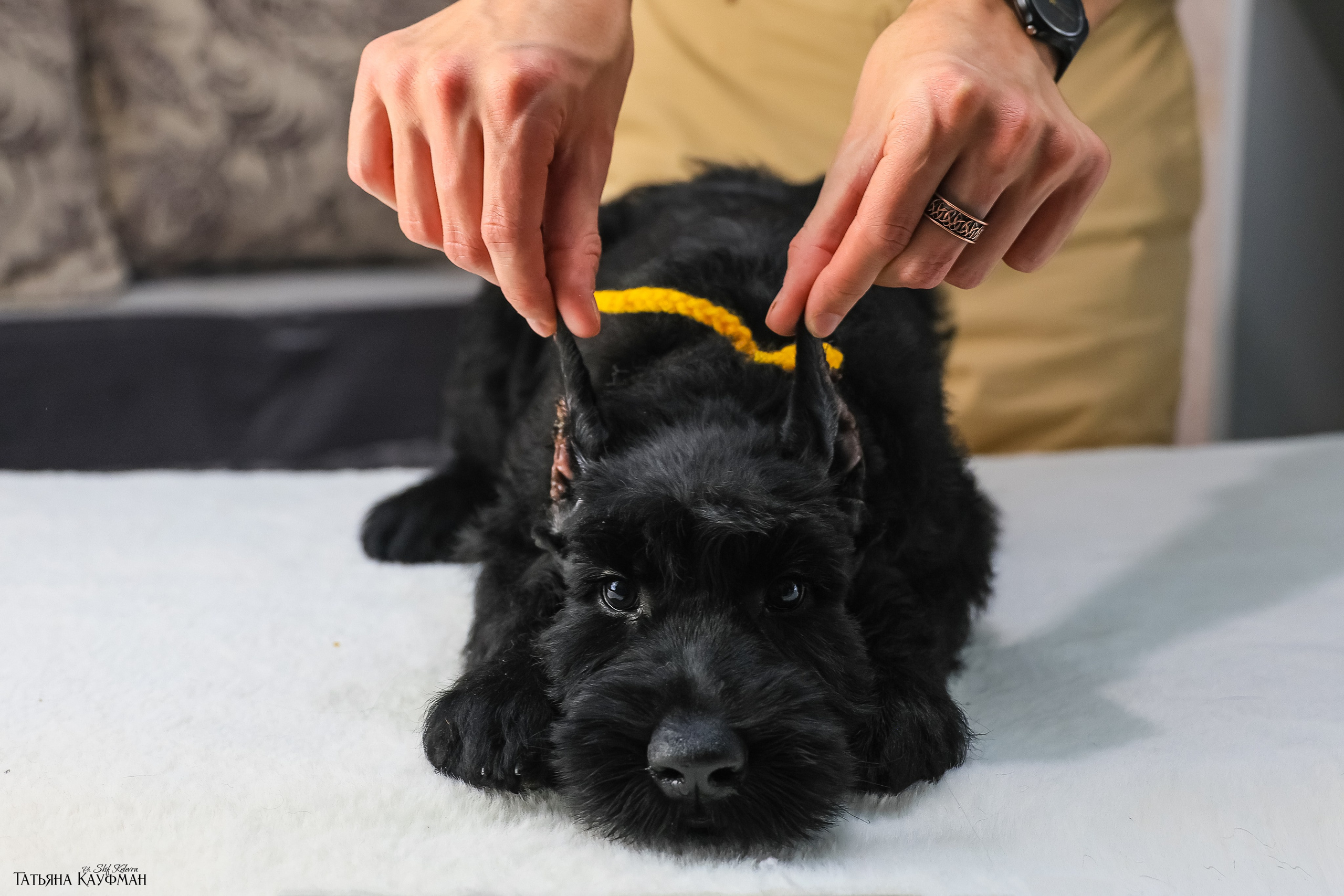 Ризеншнауцеры 2 месяца. Фотограф Анималист из Новосибирска Татьяна Кауфман