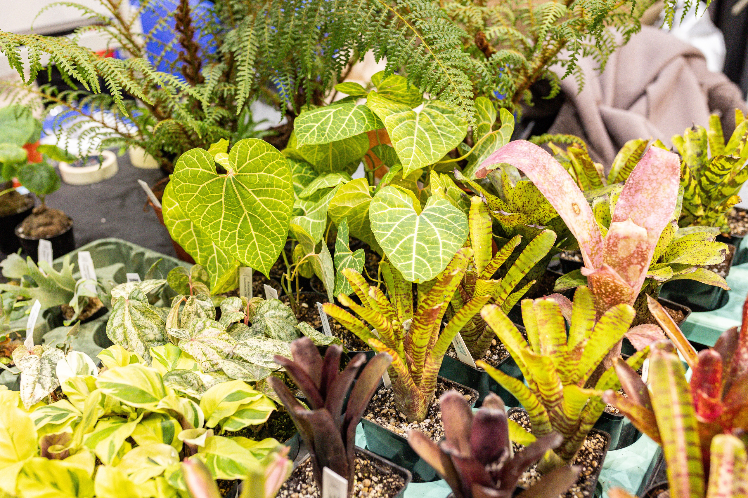 Монстериум 11–12 октября. Александра Куликова фотограф, Москва