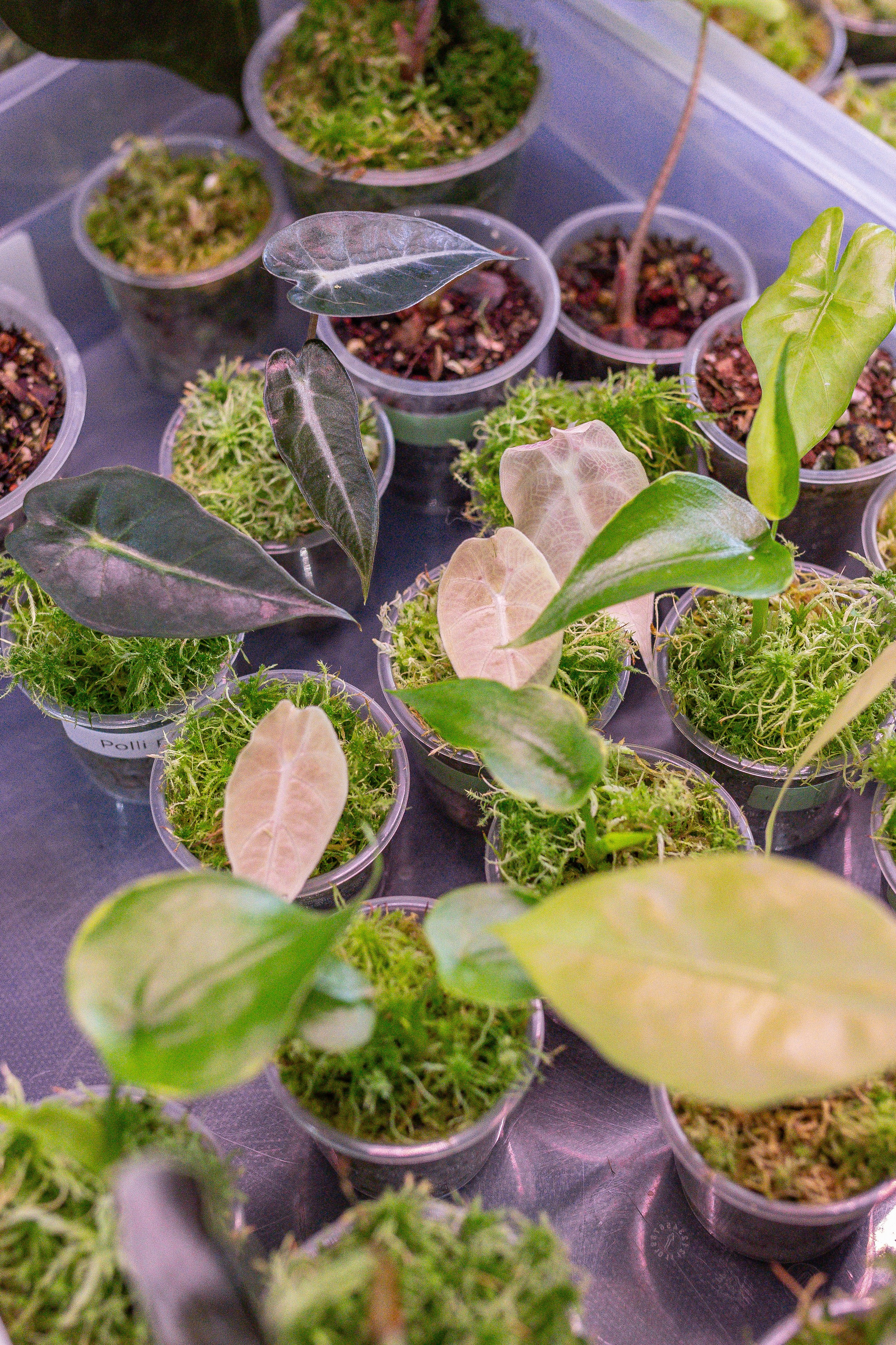 Орхидиум 12.2025. Александра Куликова фотограф, Москва