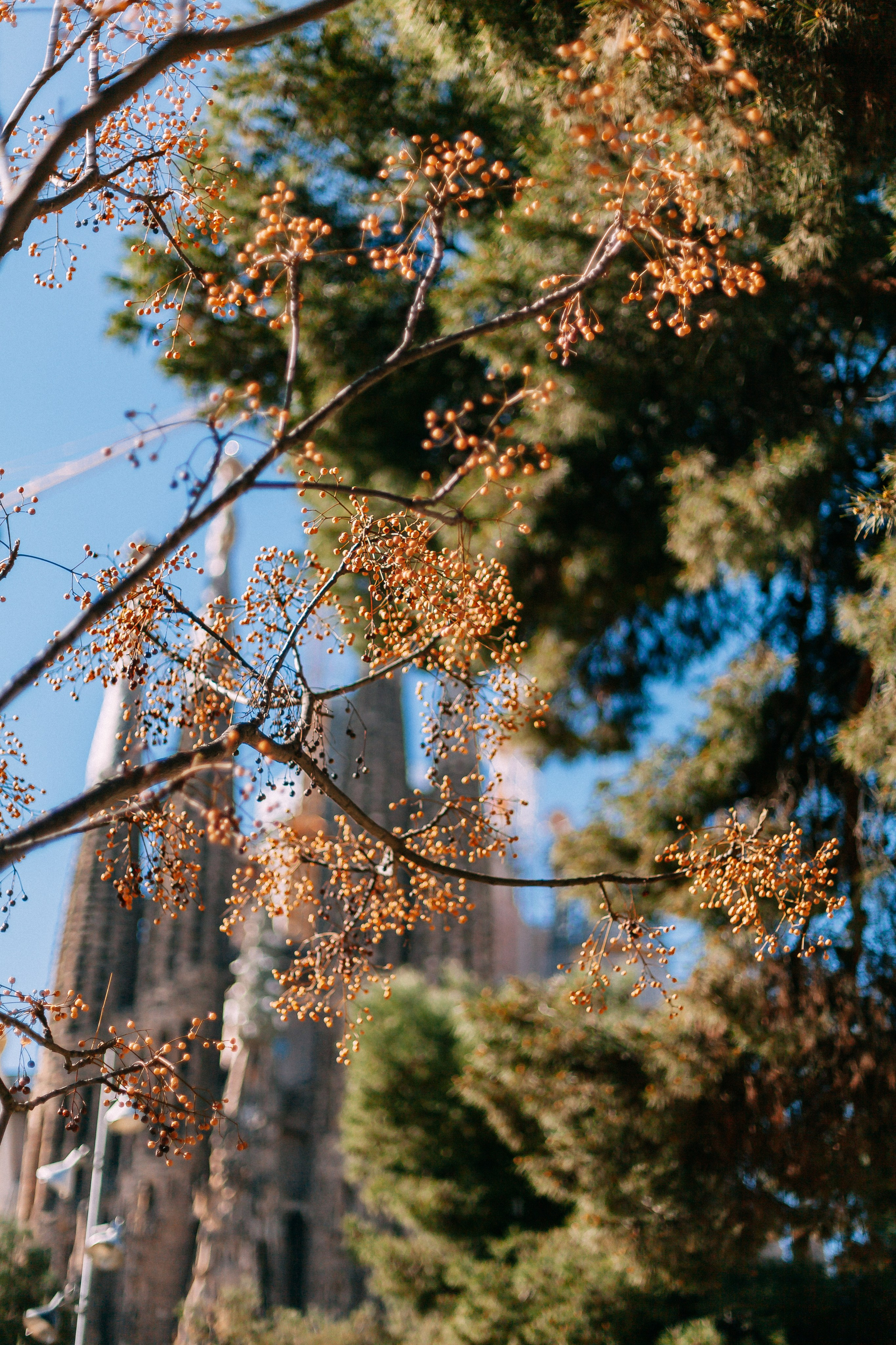 Барселона. Аня Степанова
