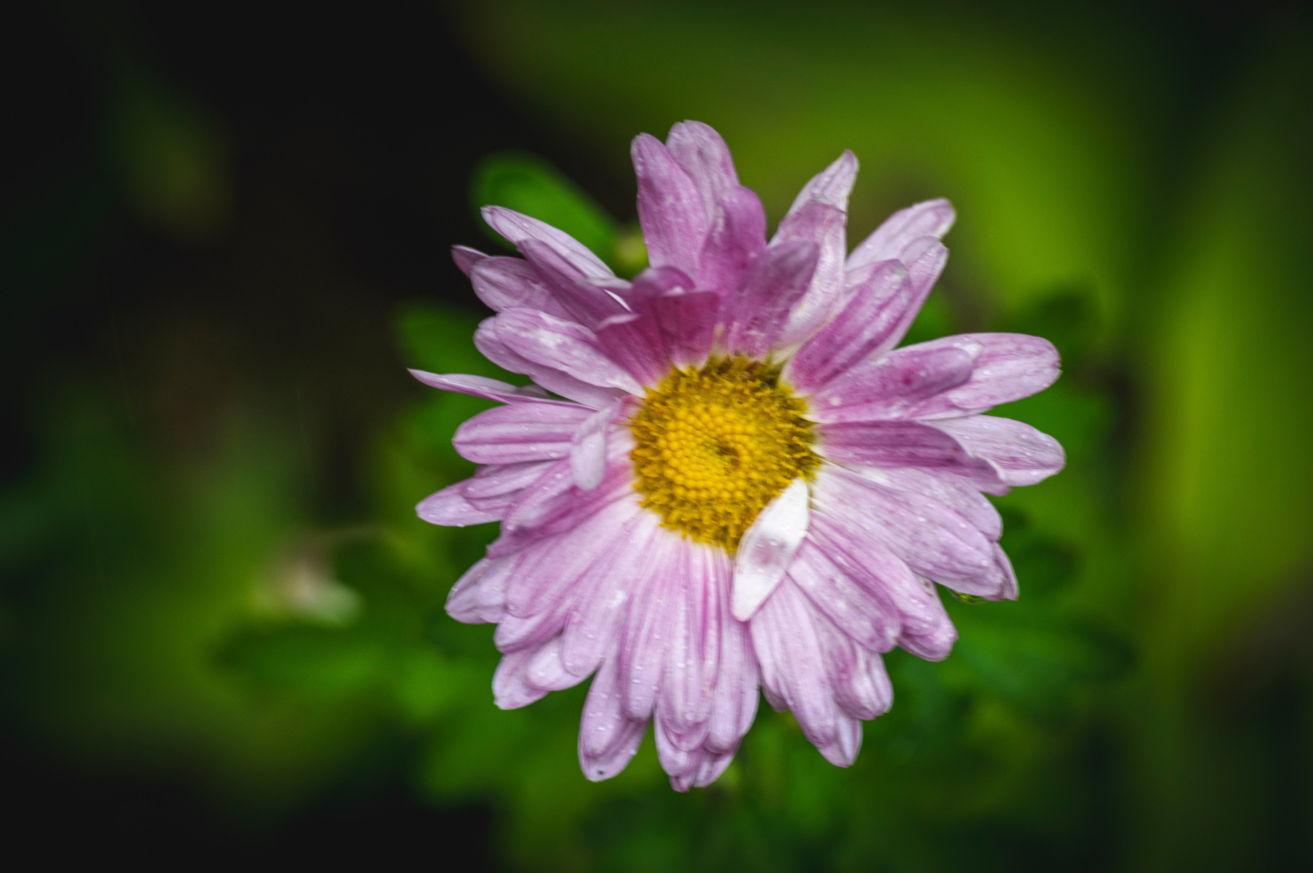 Фотопрогулка ДР. Фотограф Роман Адлер