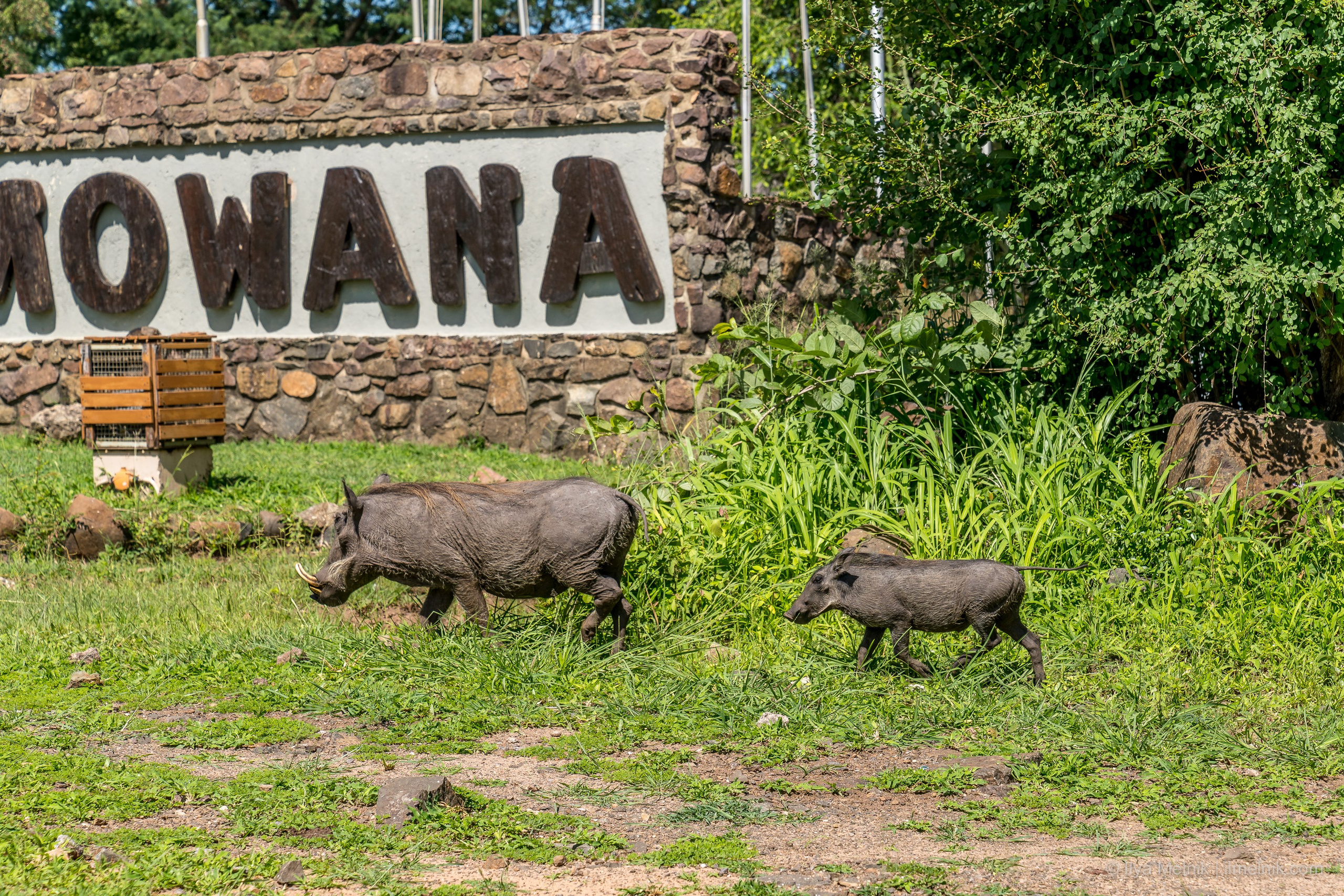 Botswana. Ilya Melnik Photography