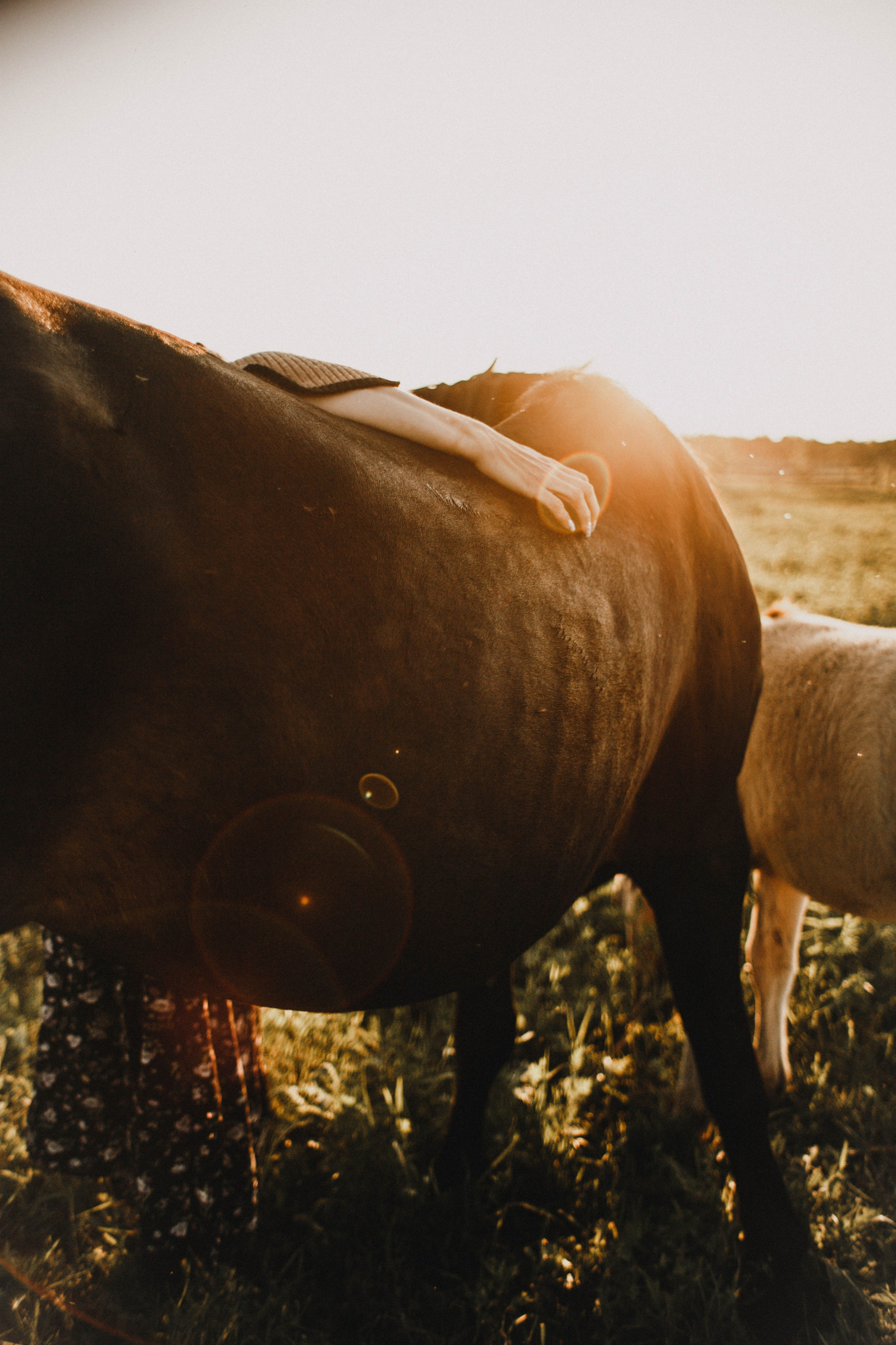 Варвара. Лошади. Закат. Фотограф в Нижнем Новгороде