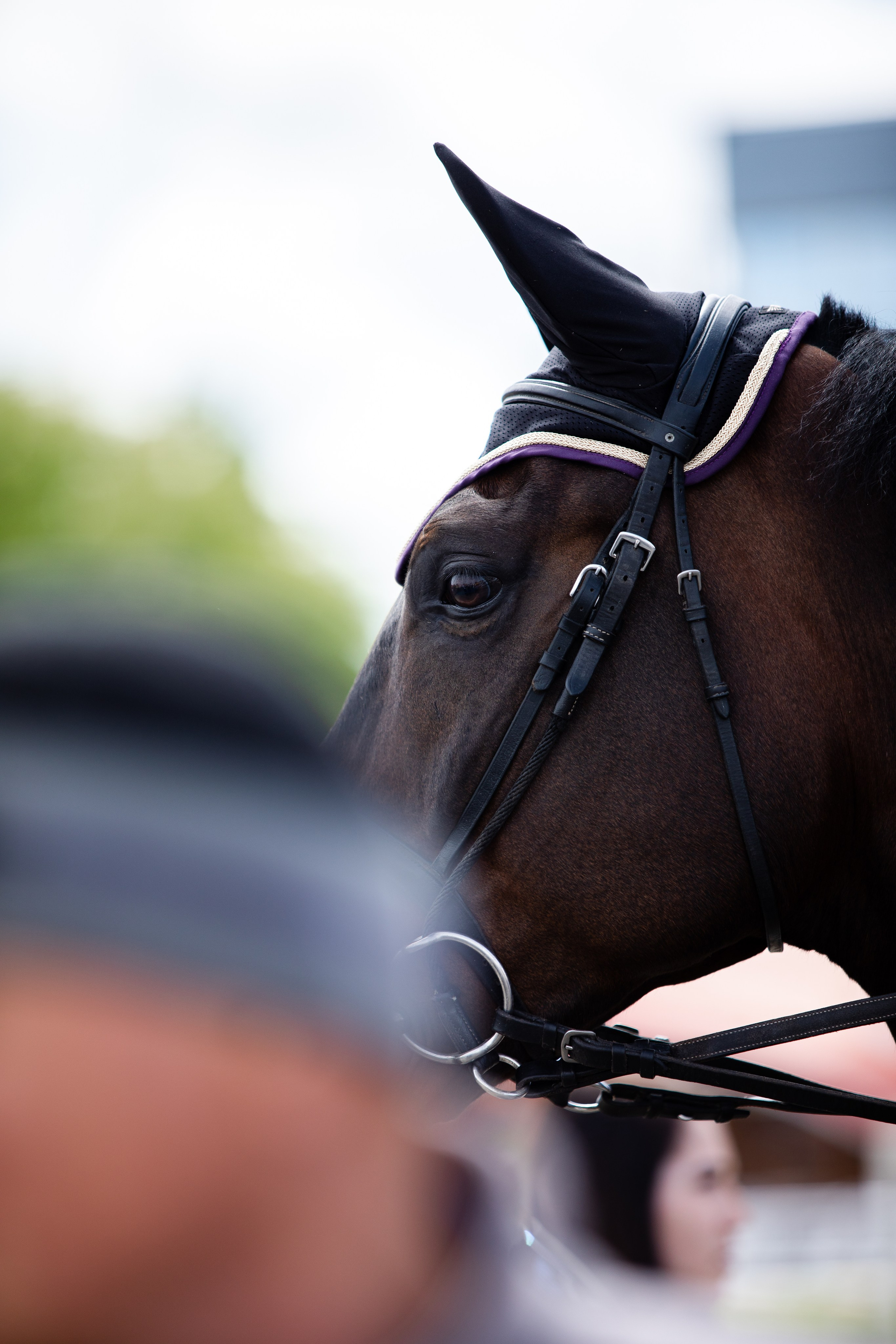 Турниры. Veronika Makeeva horse photo