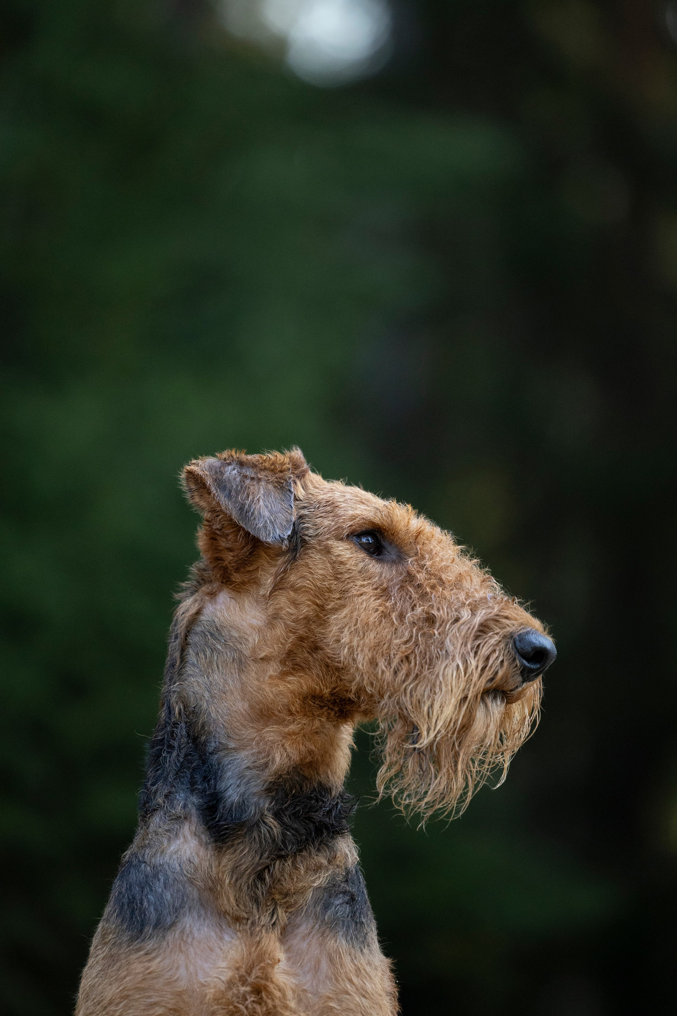 Харди. Фотограф-анималист Анна Маринич
