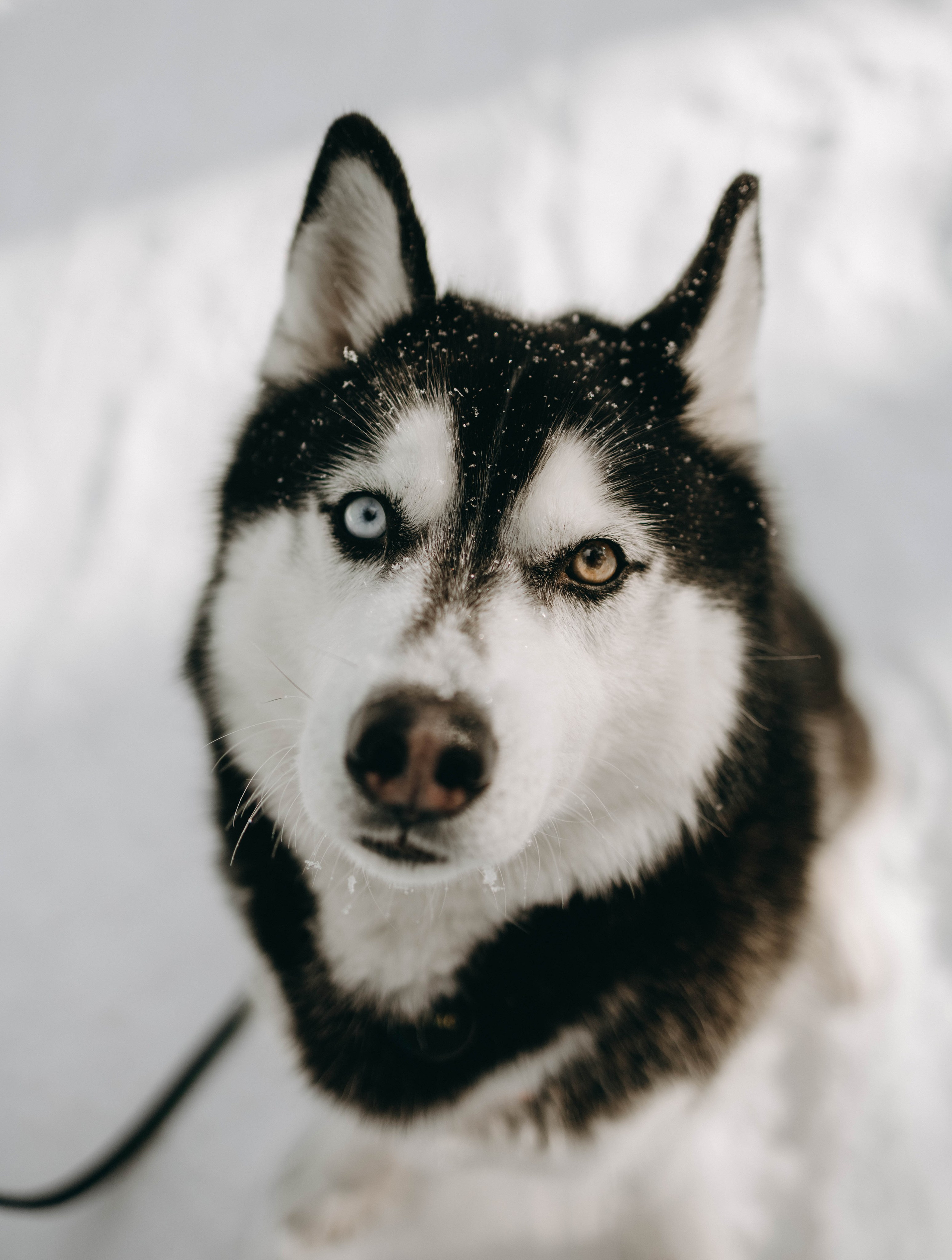 Анна и Вегас. Фотограф-анималист в Екатеринбурге | Кристина