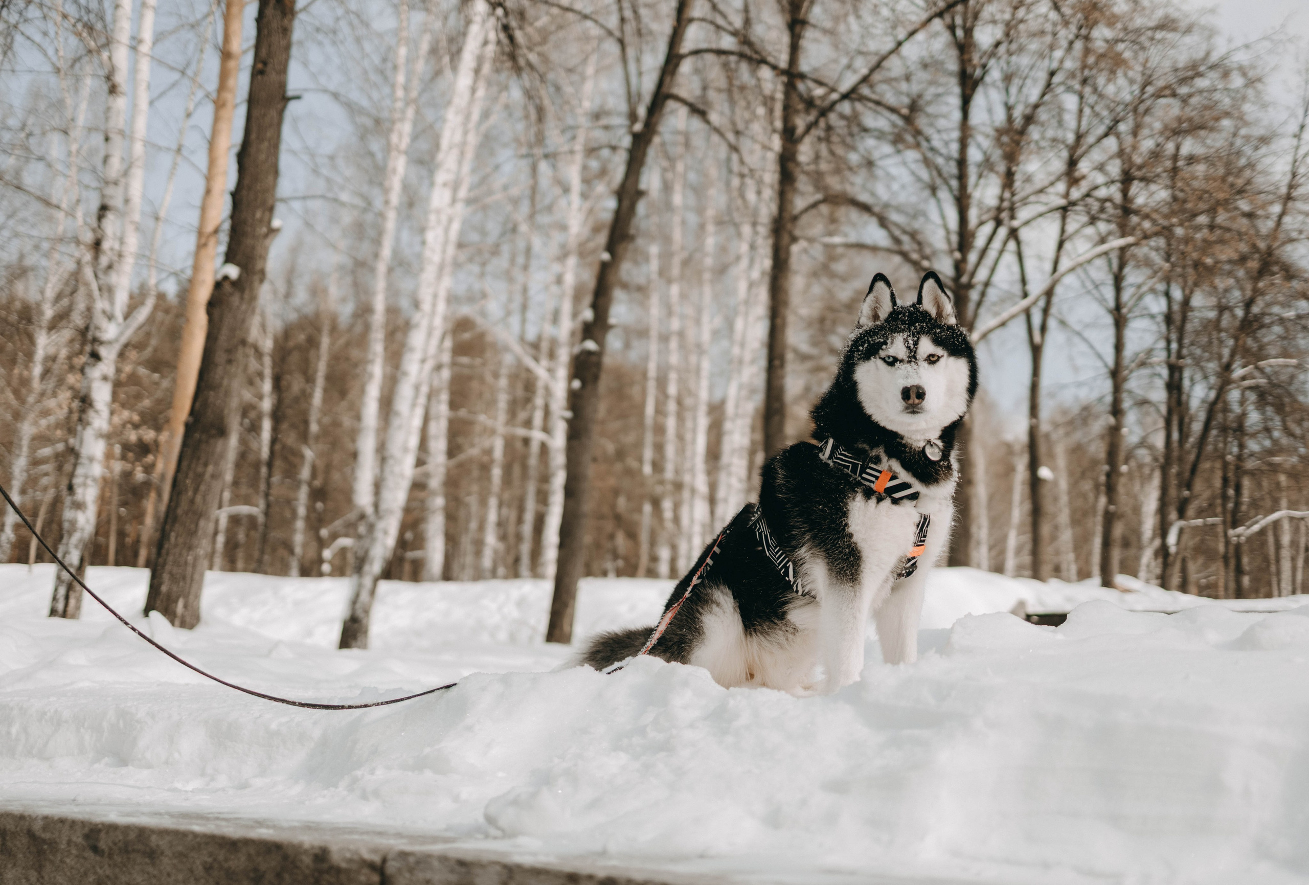 Анна и Вегас. Фотограф-анималист в Екатеринбурге | Кристина