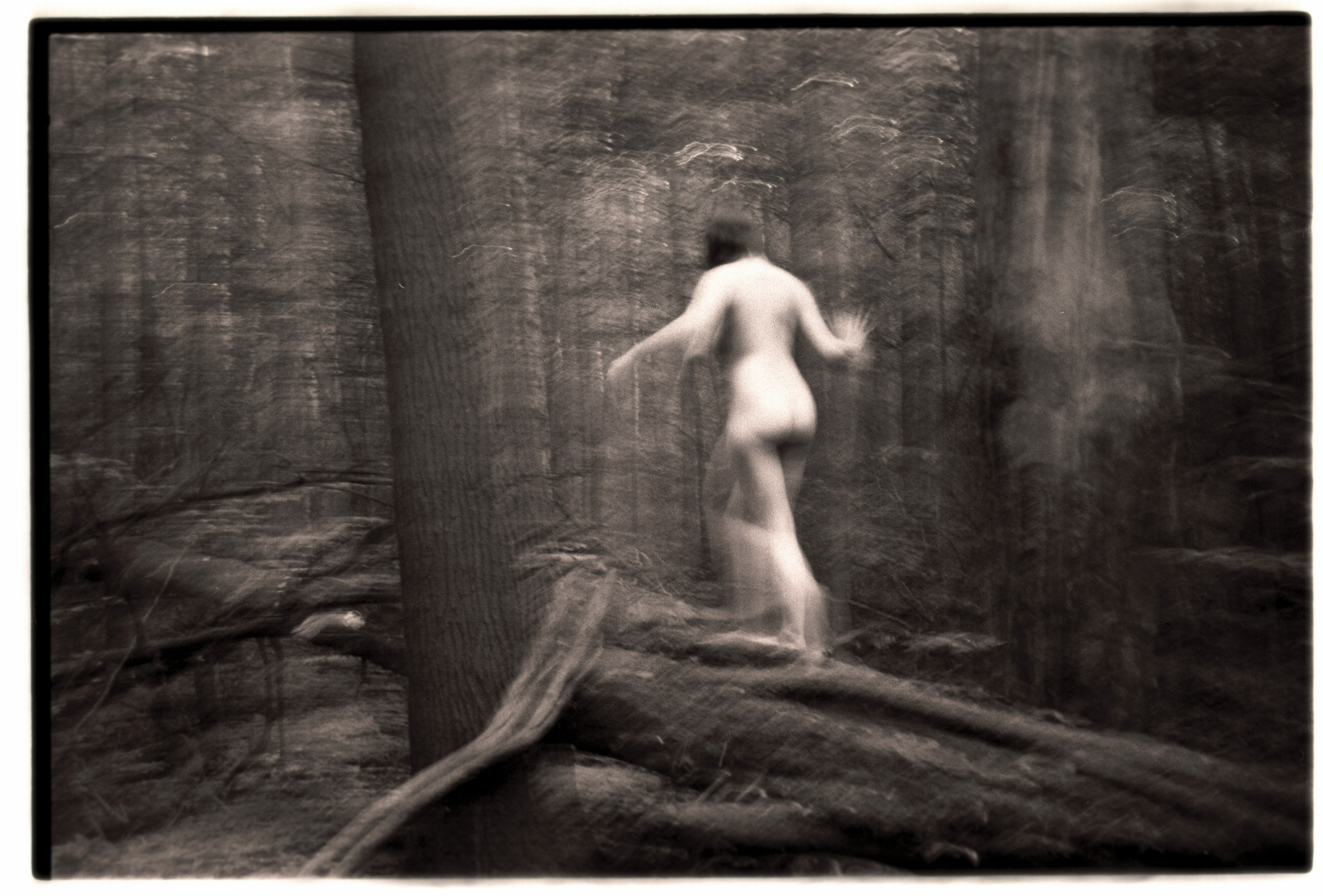 Лесная серия. Kirill Gribov