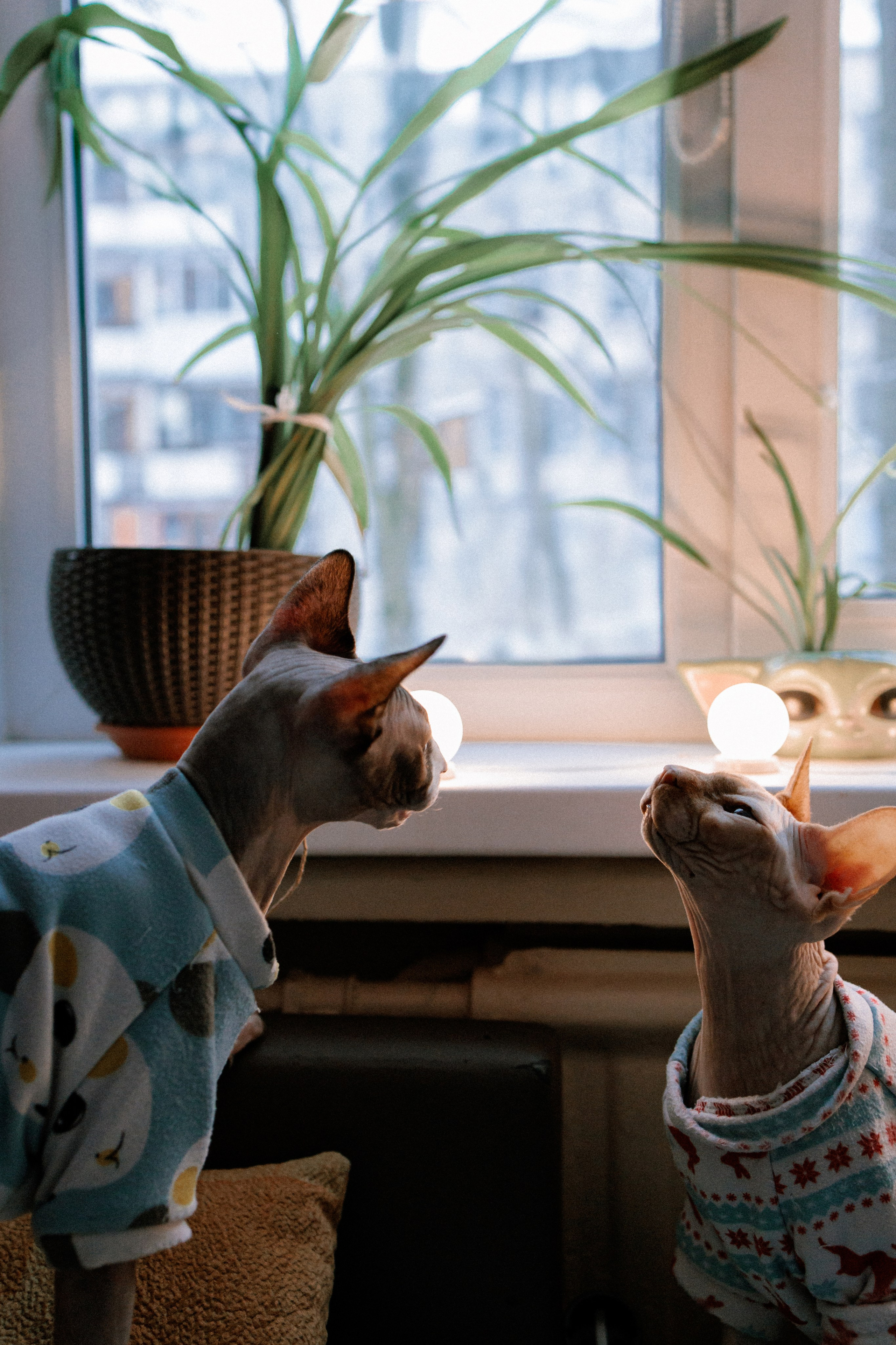 Алиса и котики. Фотограф в Санкт-Петербурге Алёна Губинская