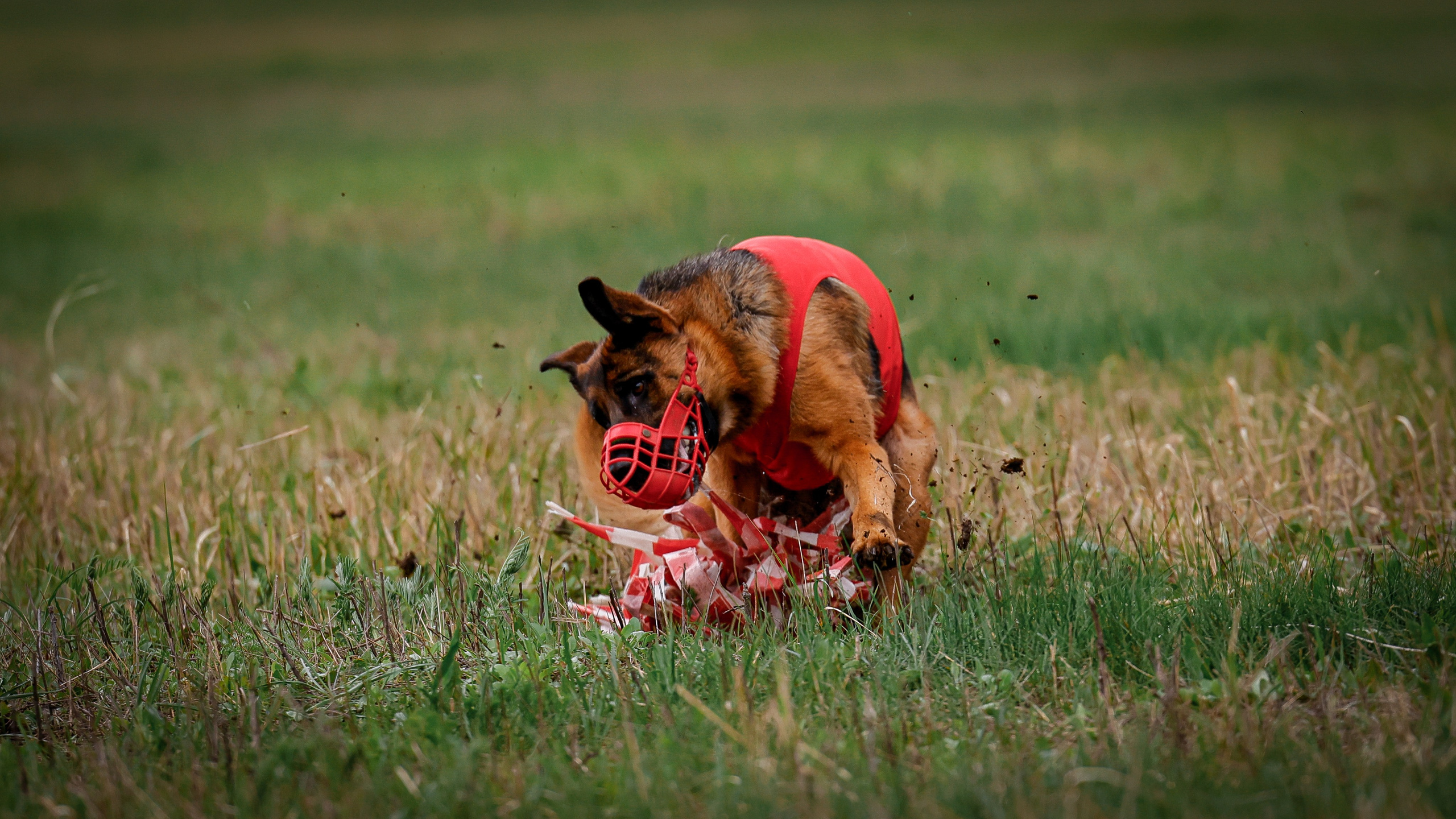 Собаки. Антонина Савельева Фотограф Ставрополь