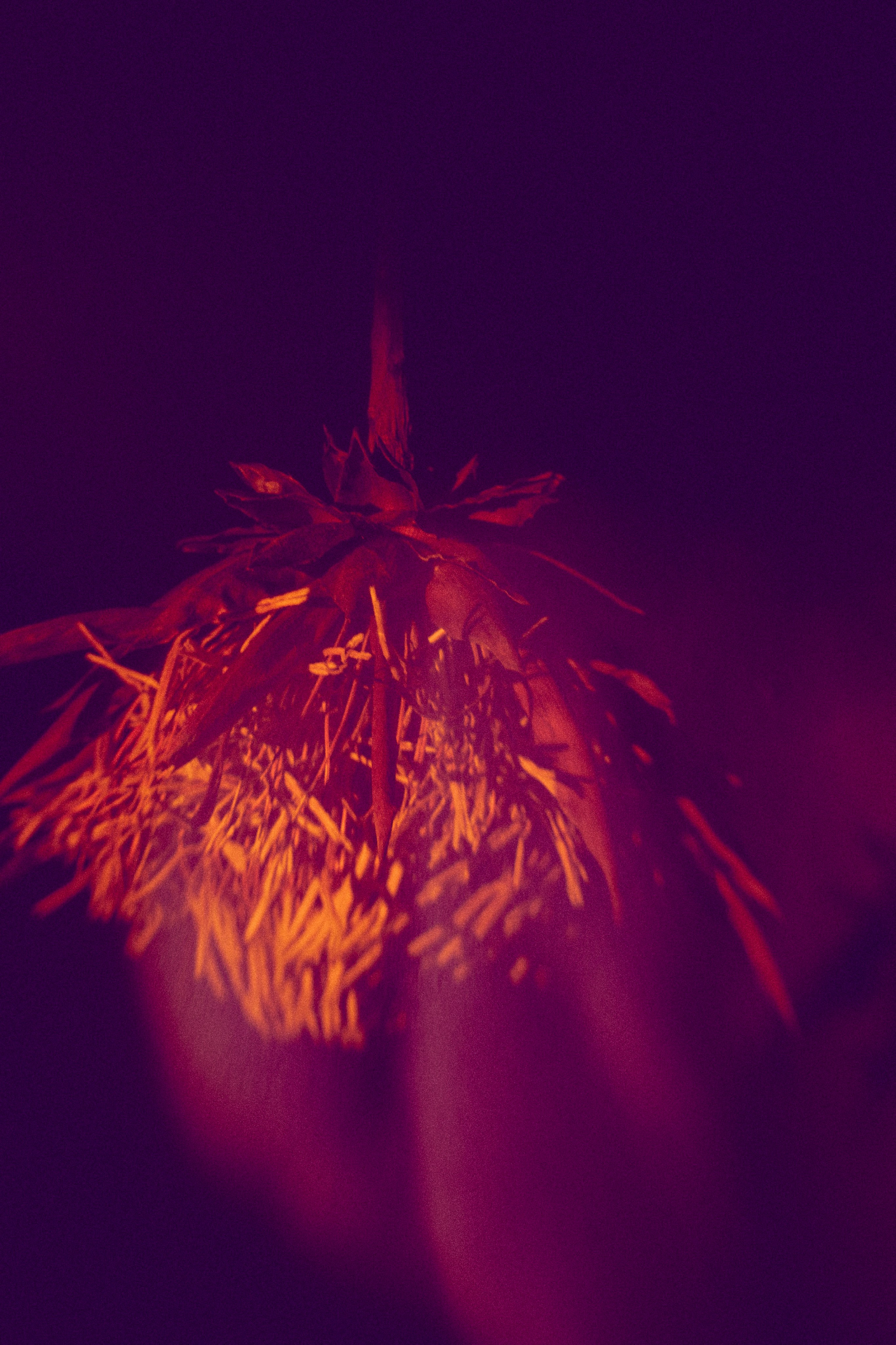 Visual artist/photographer Dayneko Tatyana Krasnoyarsk