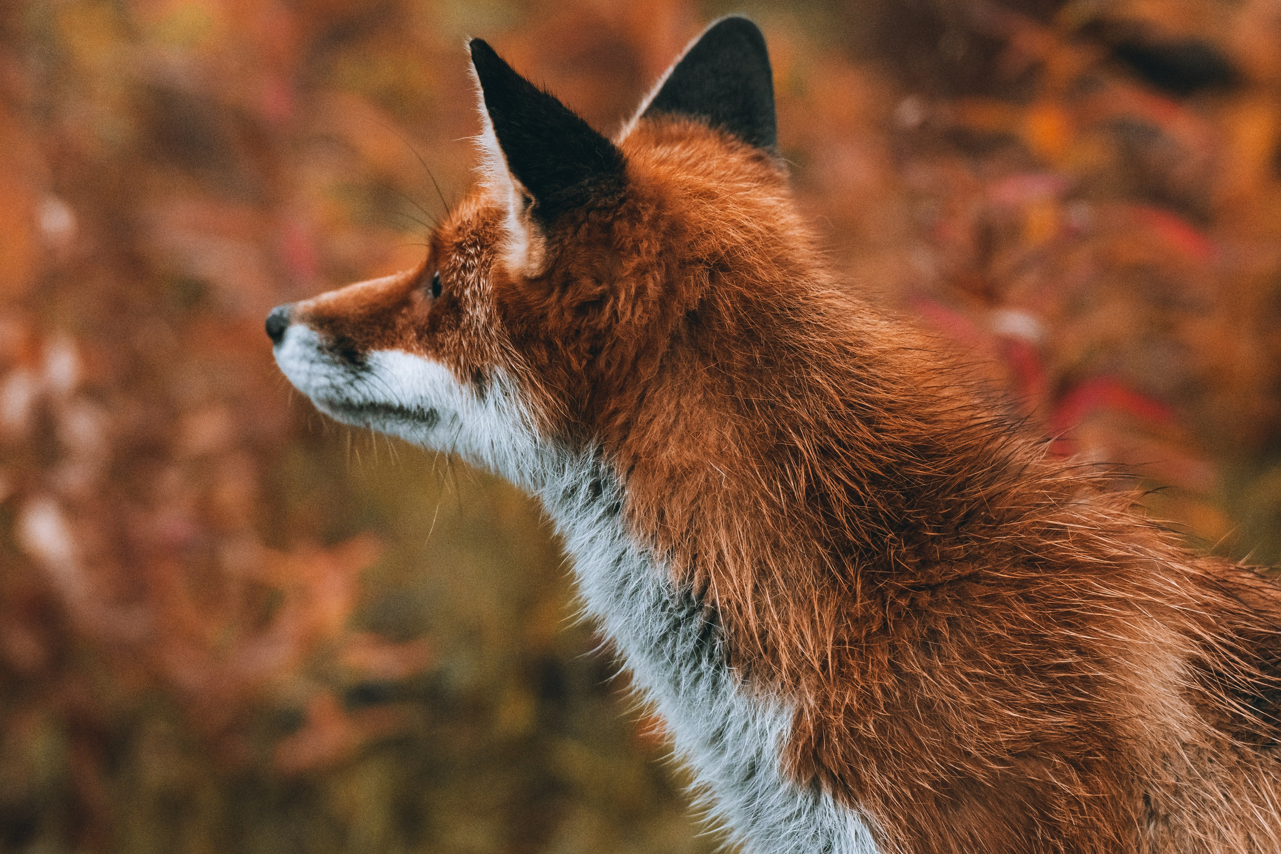 СЕВЕР. Event фотограф Степанова Александра
