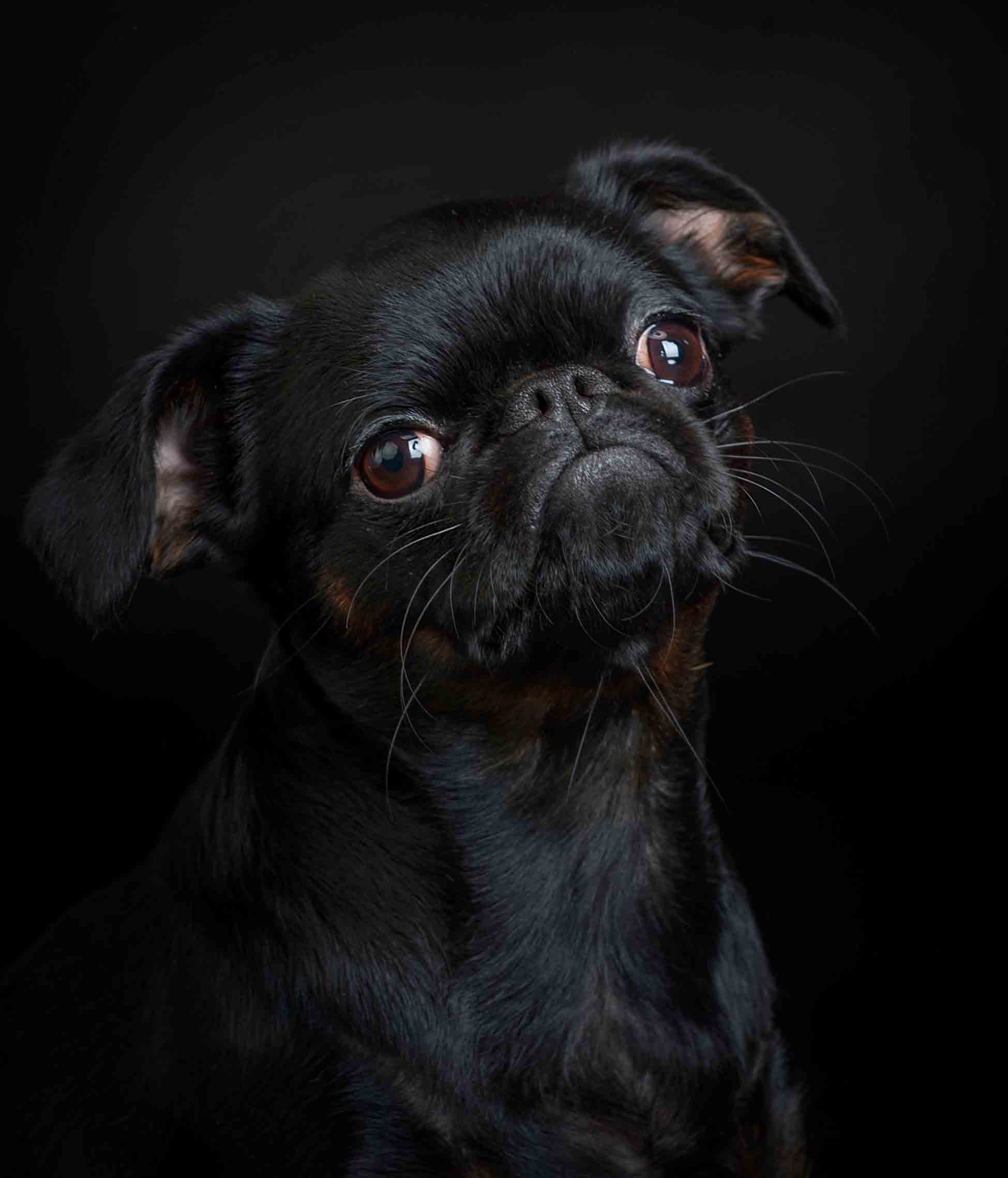 Собаки. Портретная и свадебная фотосъемка. Москва и область