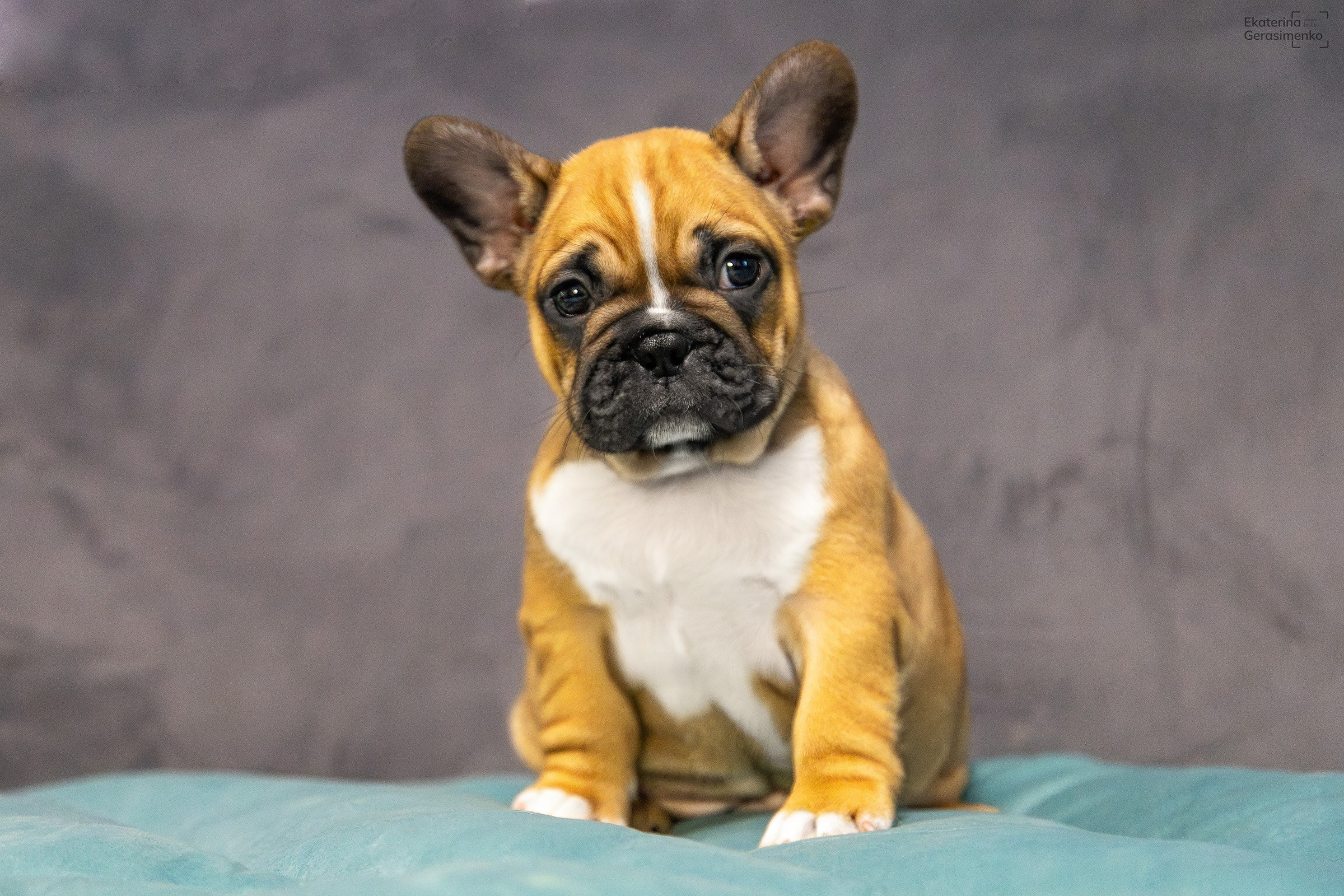 Щенки французского бульдога. Htykk_photo