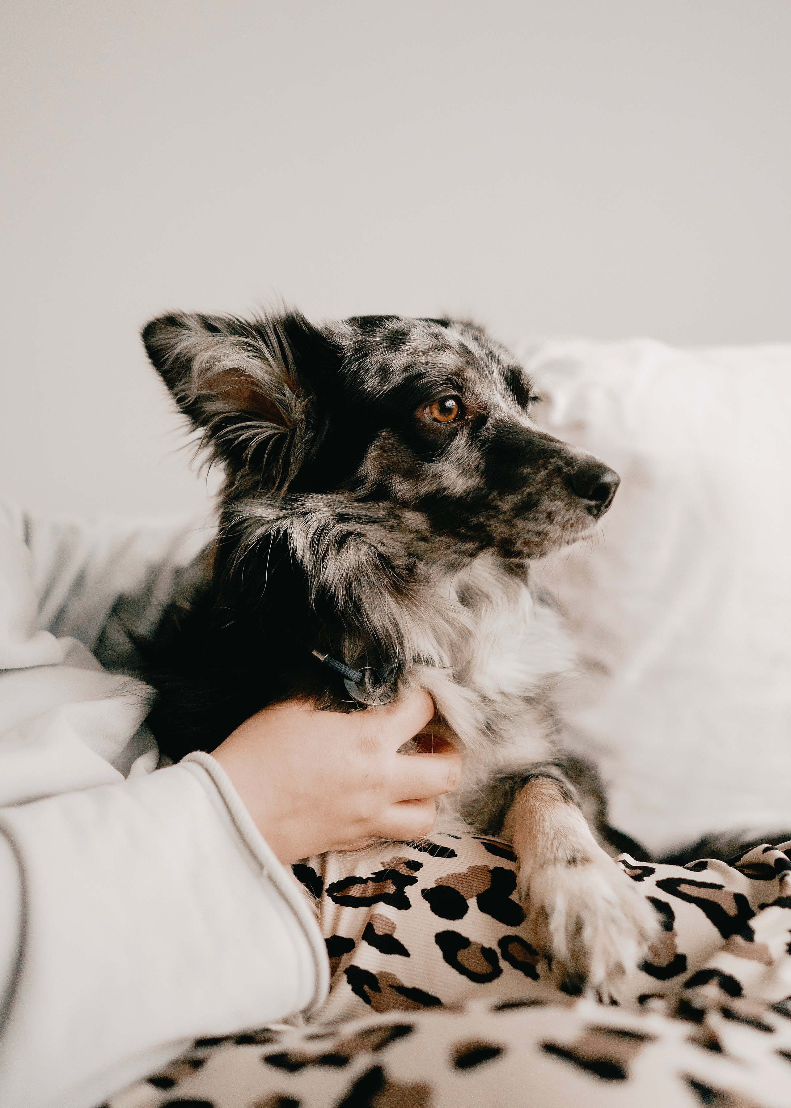 Бублик. Фотограф- анималист Александра Матвеева