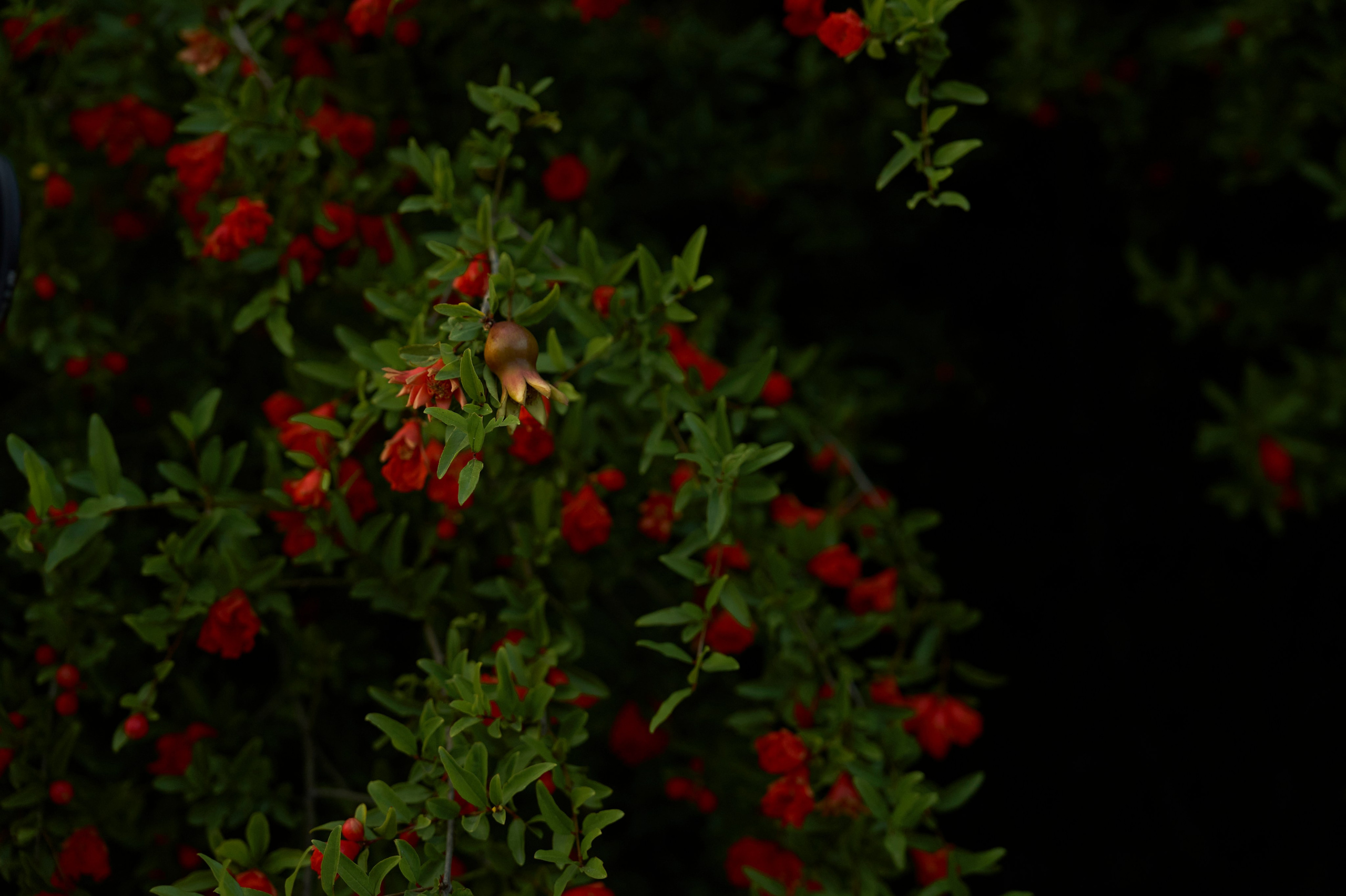 Valeriya&Ruslan. Видеограф фотограф Новороссийск Анапа Геленджик