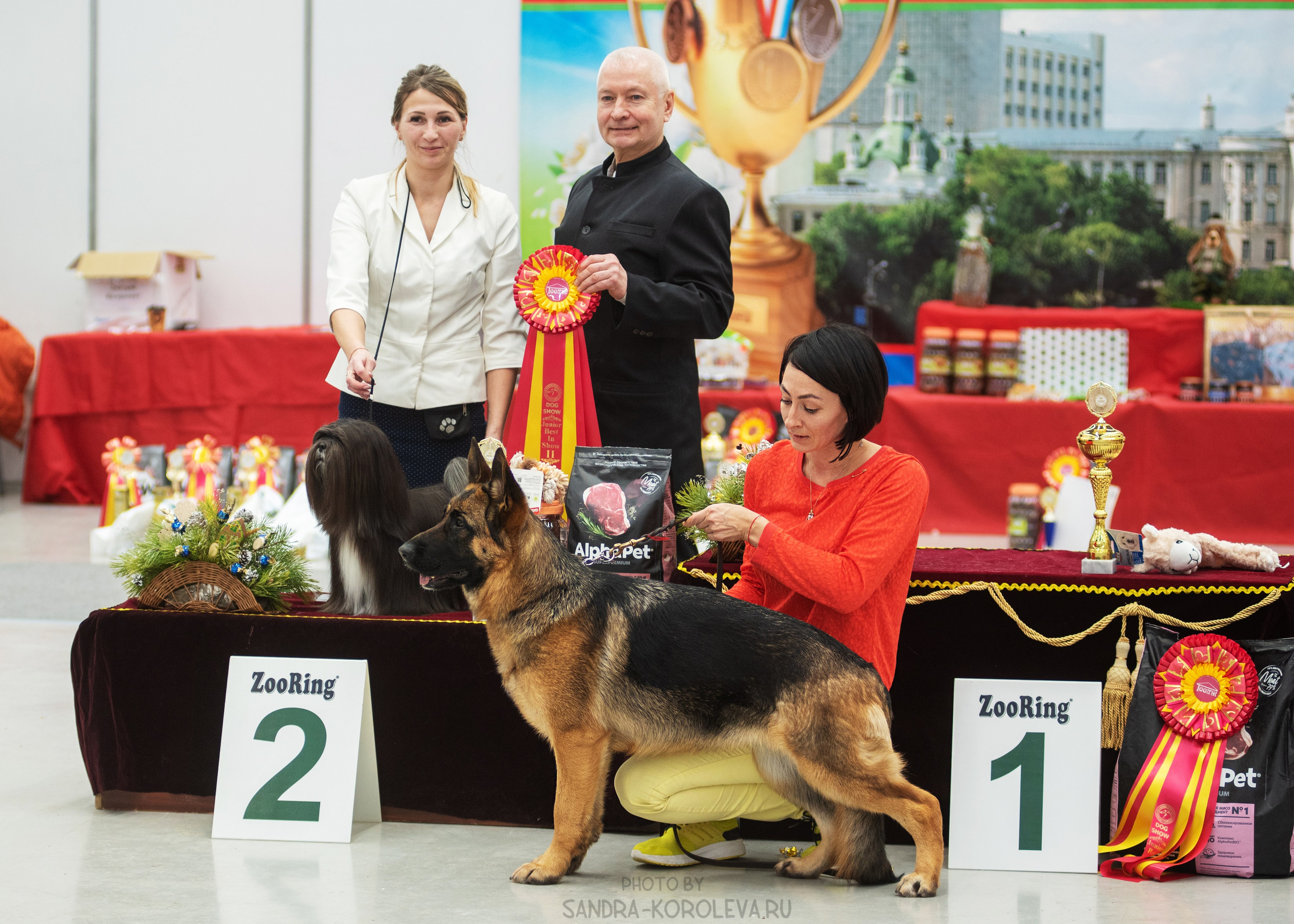 Выставка собак тюмень 14.01.2023. Дог-фотограф в Тюмени Александра Королева