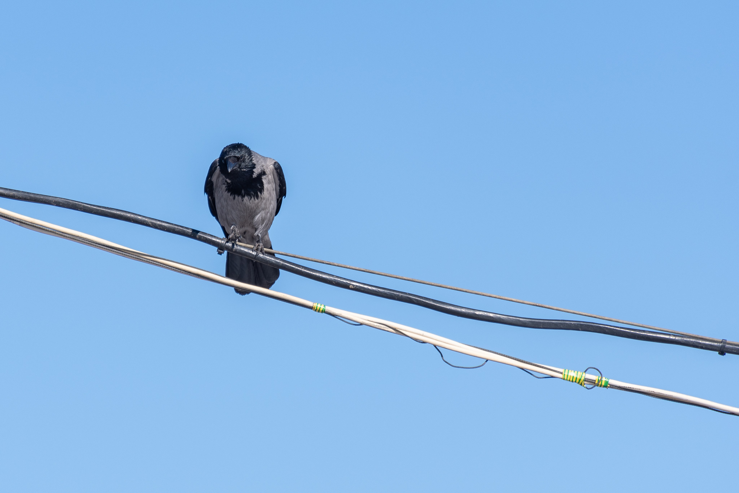20220320 Коломенское. Дмитрий Ремизов. Фотография, как хобби