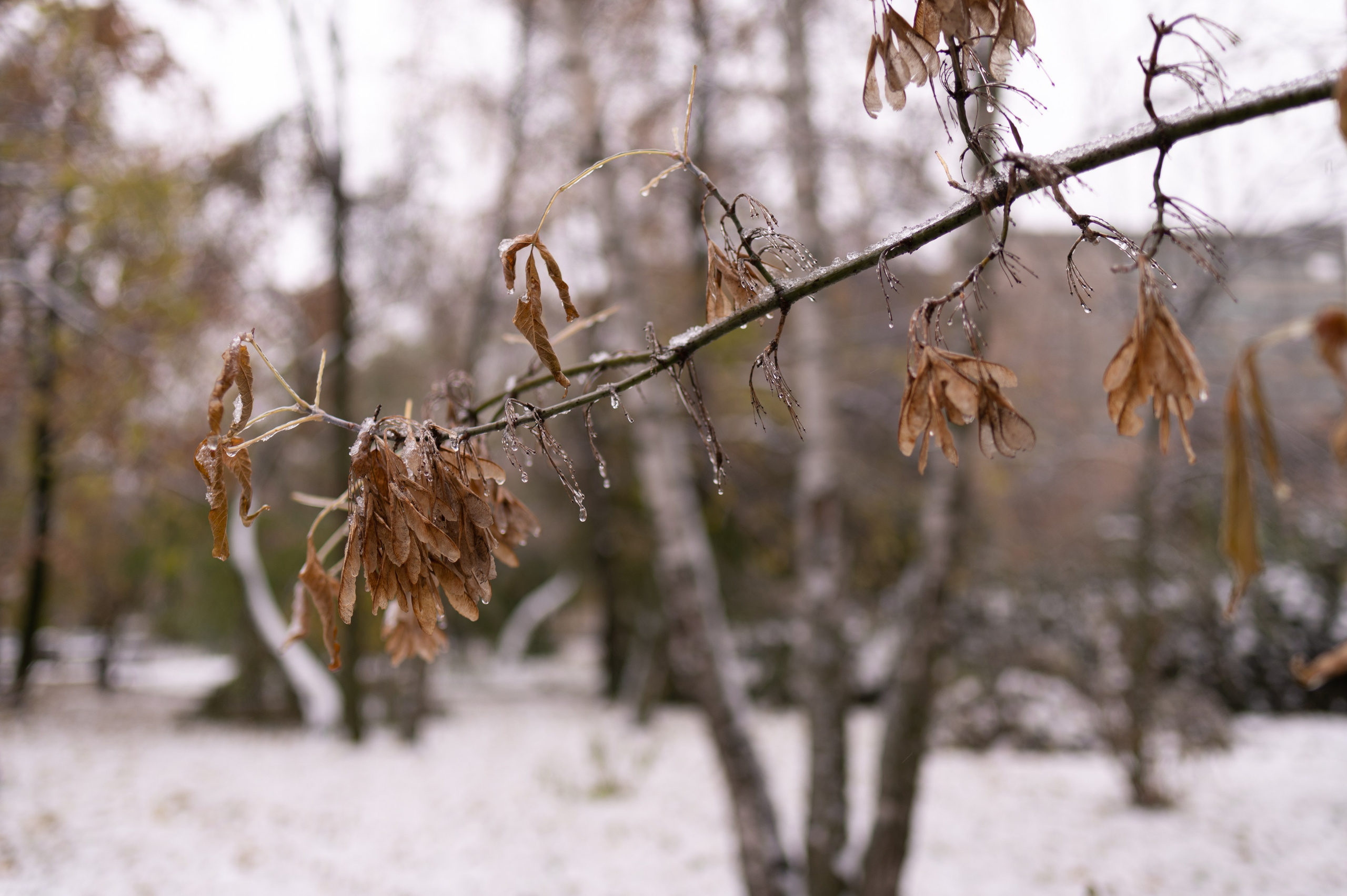 20231030 Тест Tamron SP 35 mm F/1.8. Дмитрий Ремизов. Фотография, как хобби